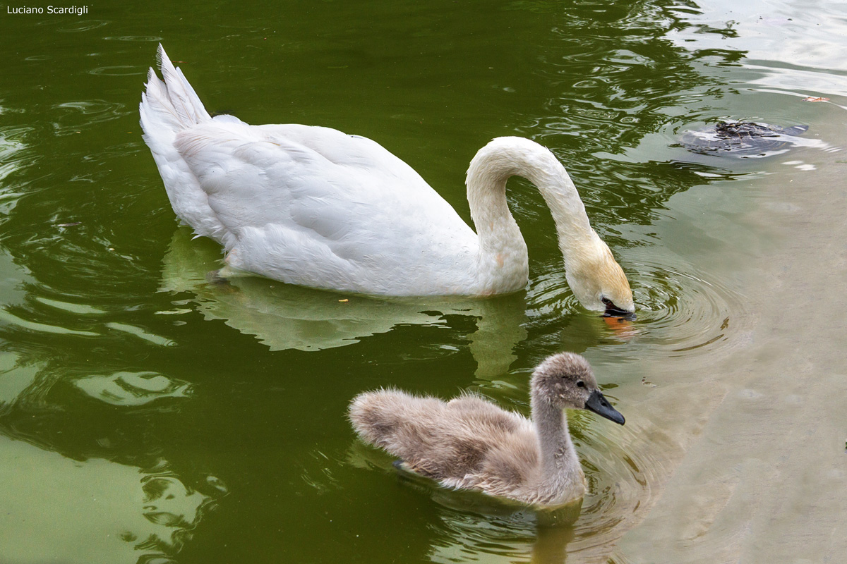 Madre con piccolo, mg7_9254