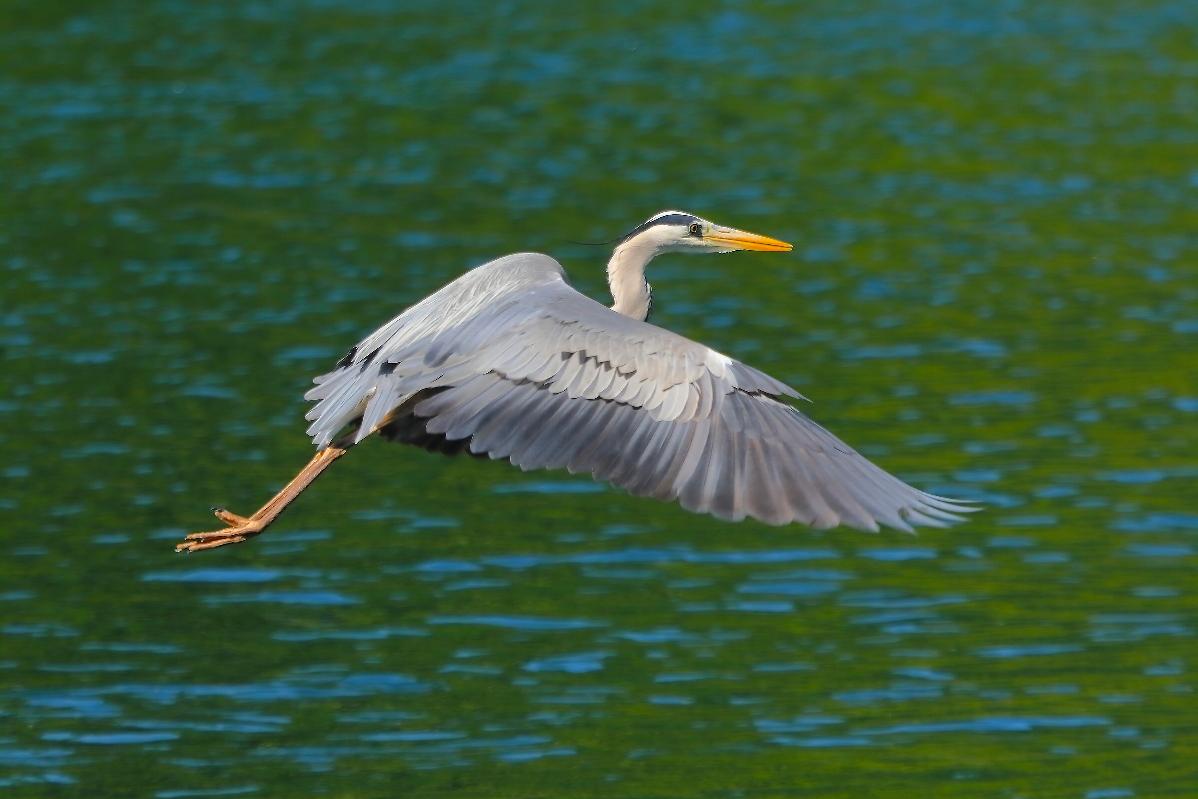 Cenerino 02 maggio 2025 - 0220