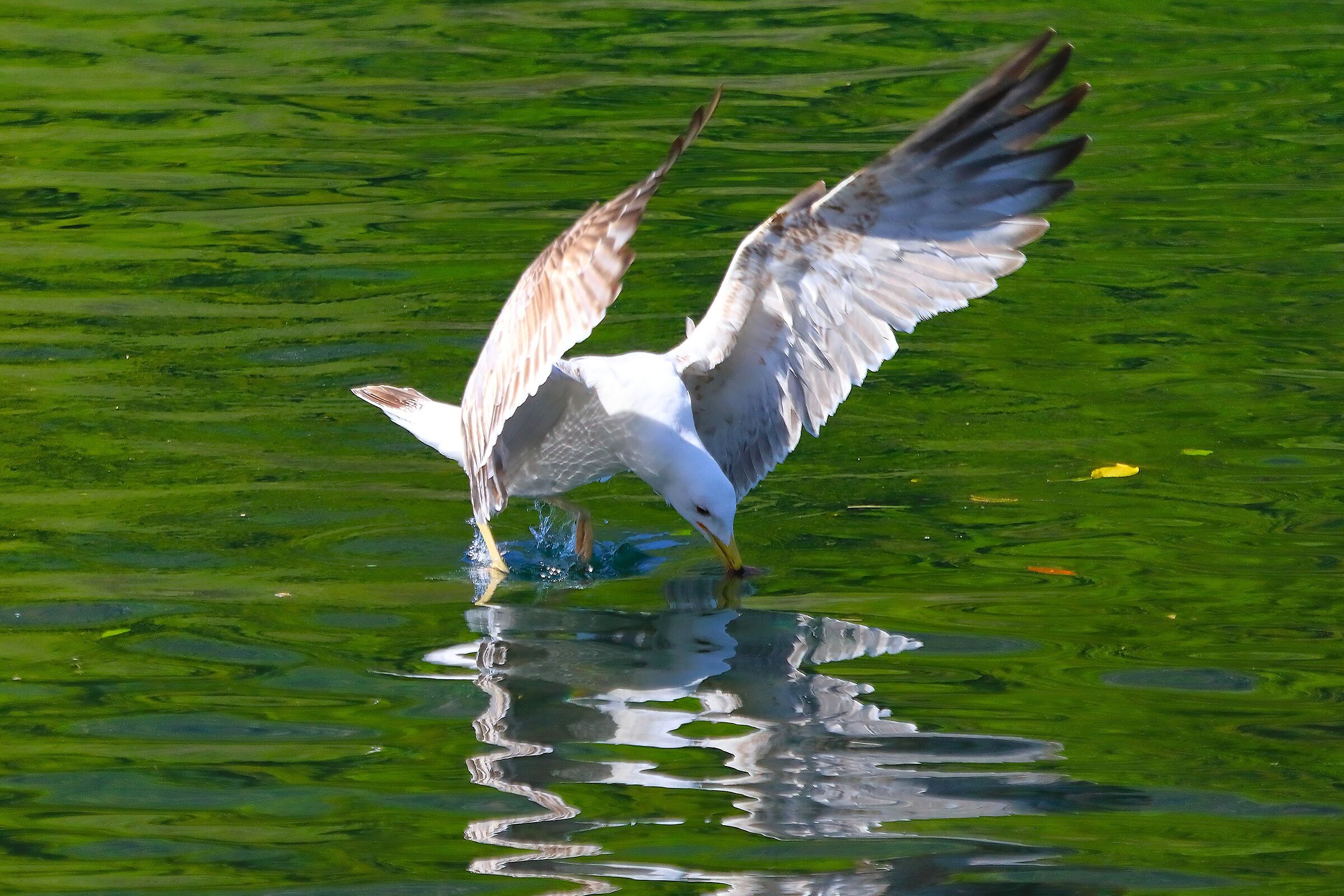 Gabbiano R 02 maggio 2025 - 0295