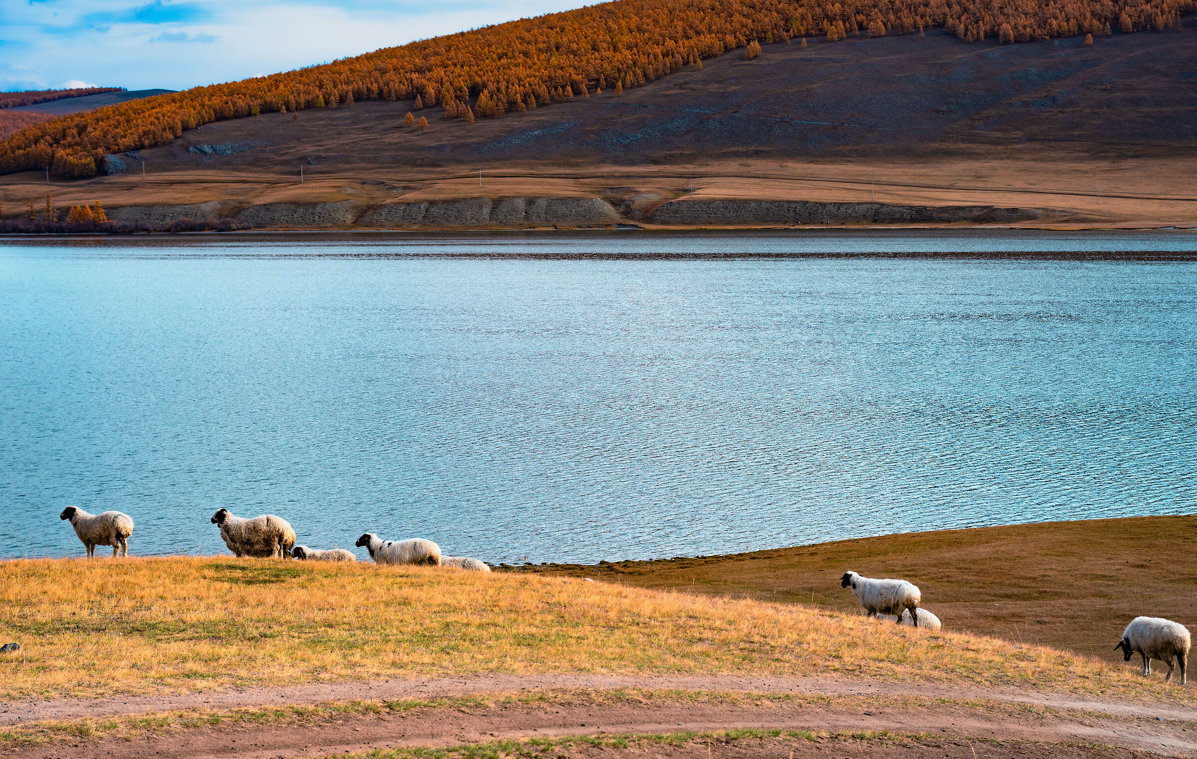 Tsagaannuur cattle