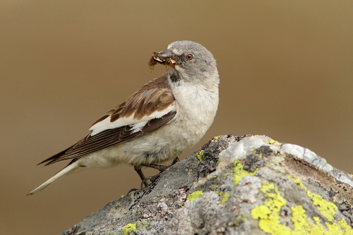 finch-Montifringilla nivalis