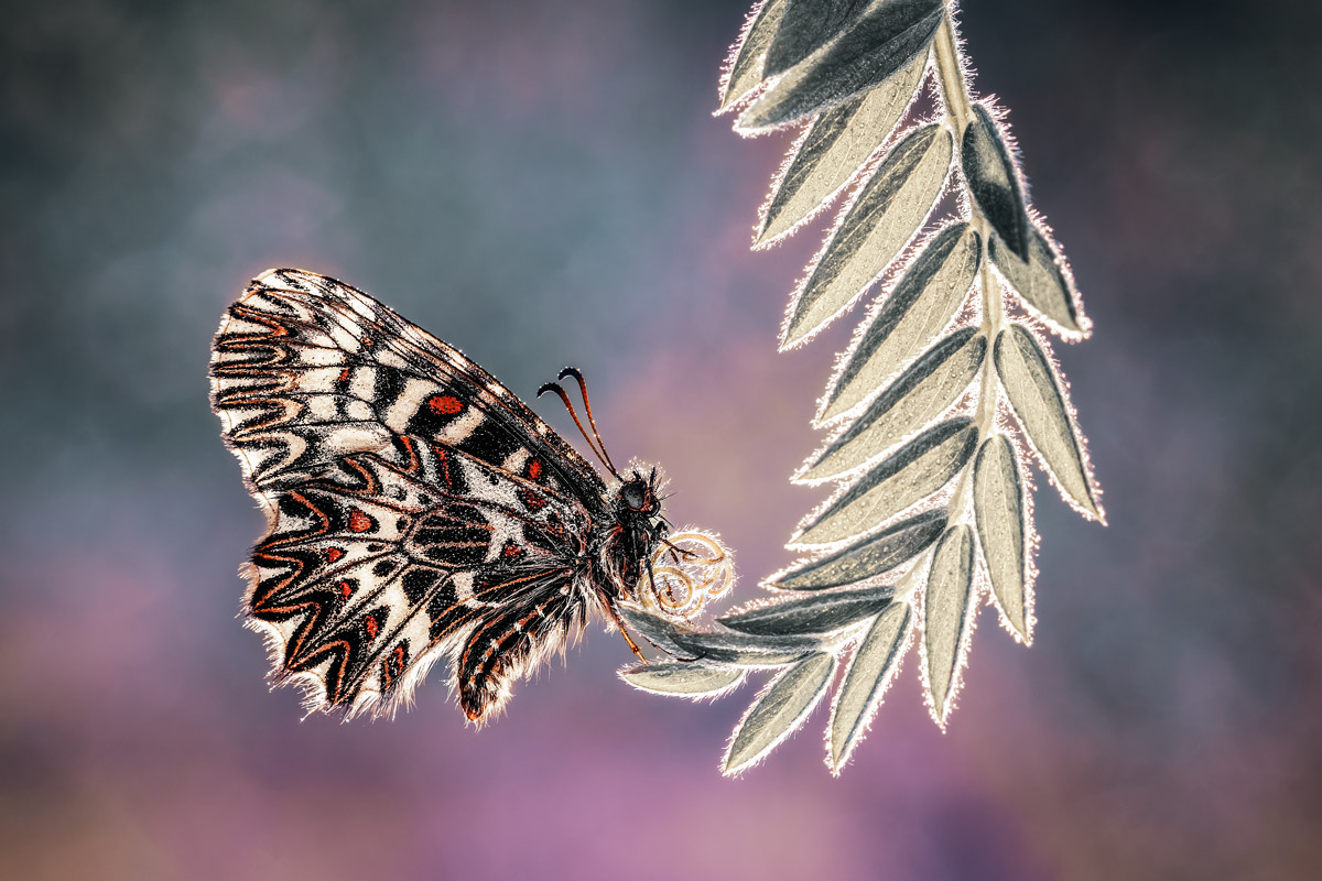 Zerynthia polyxena