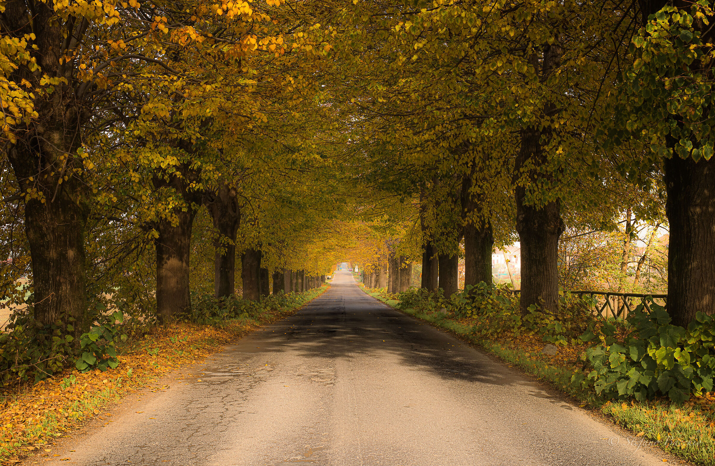 Autumn yellow