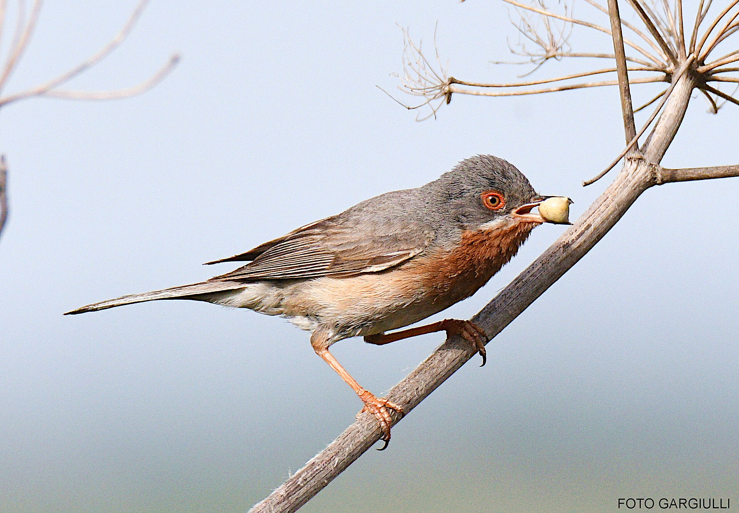 Male Scrub