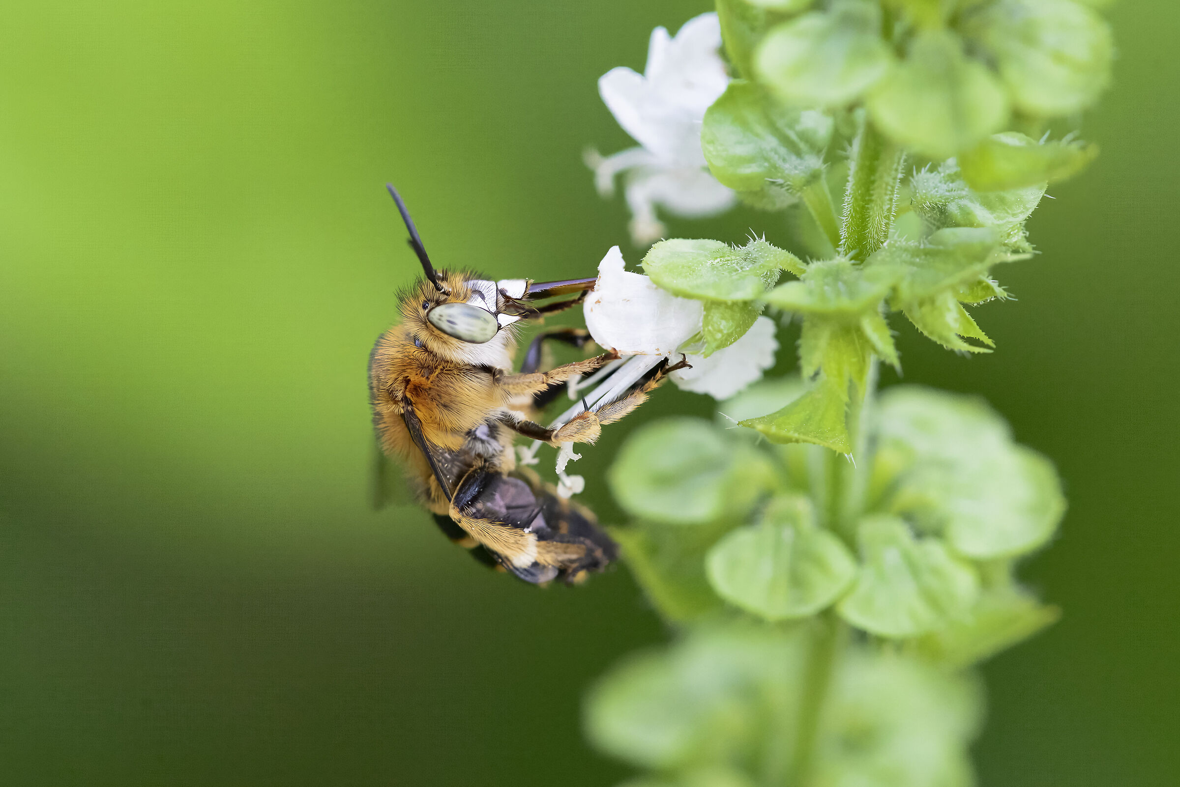Amegilla garrula