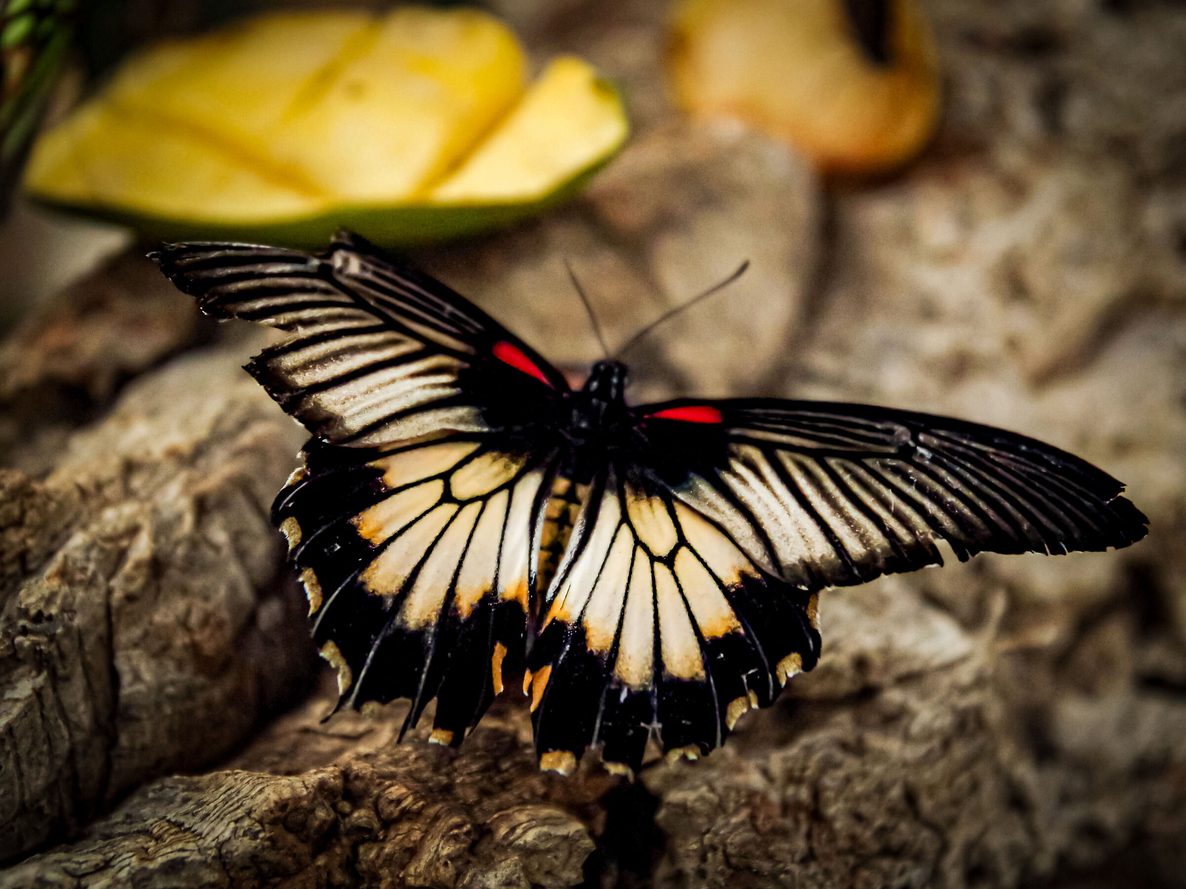 Papilio Memnon