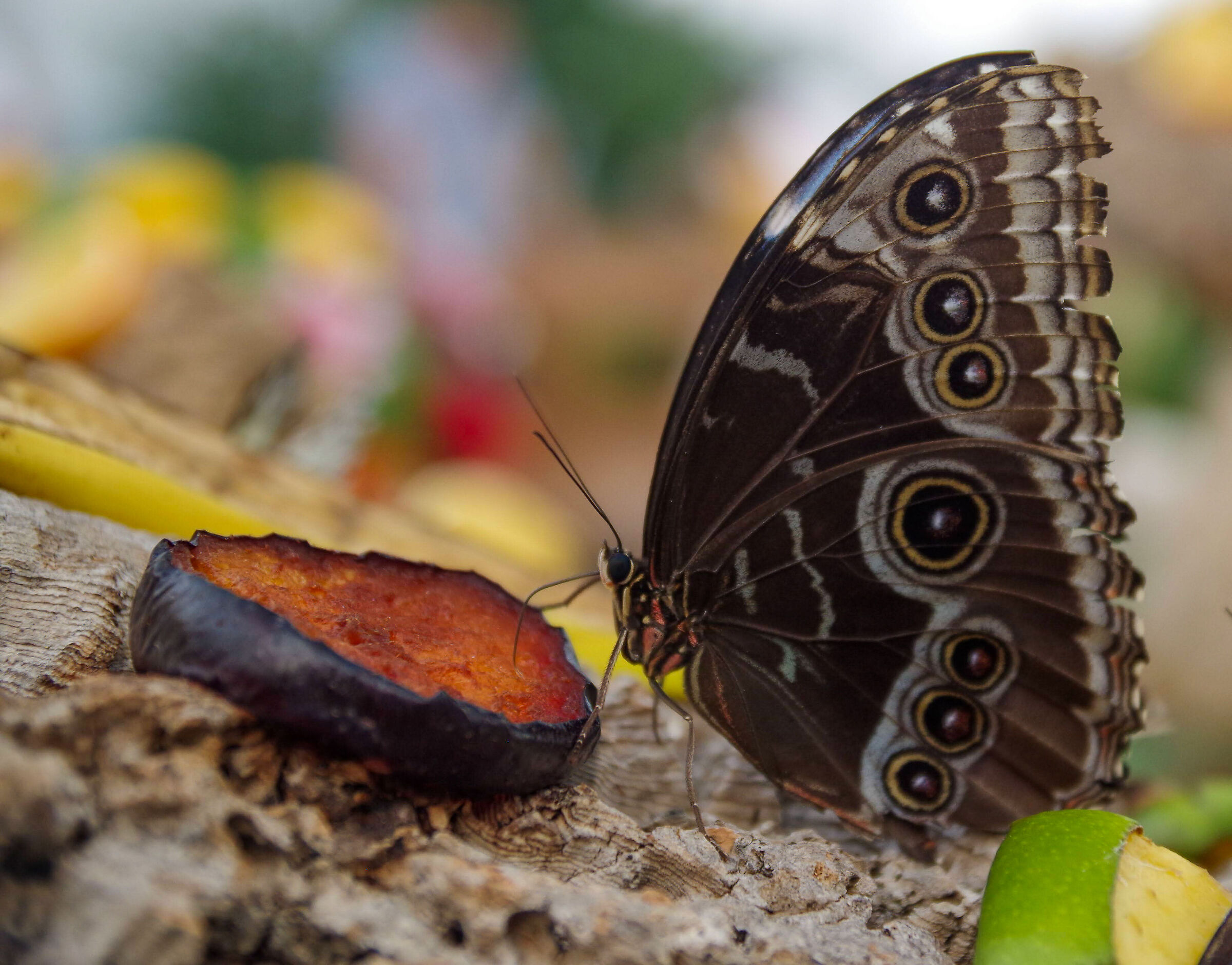 Morpho Peleides