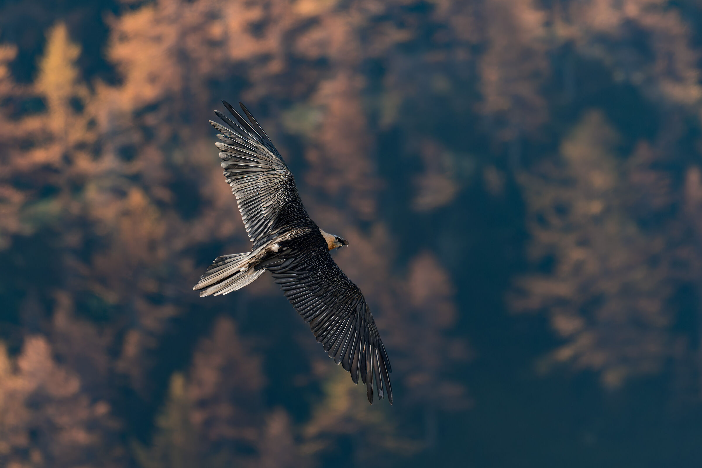 Gypaetus Barbatus - Parco Nazionale Gran Paradiso
