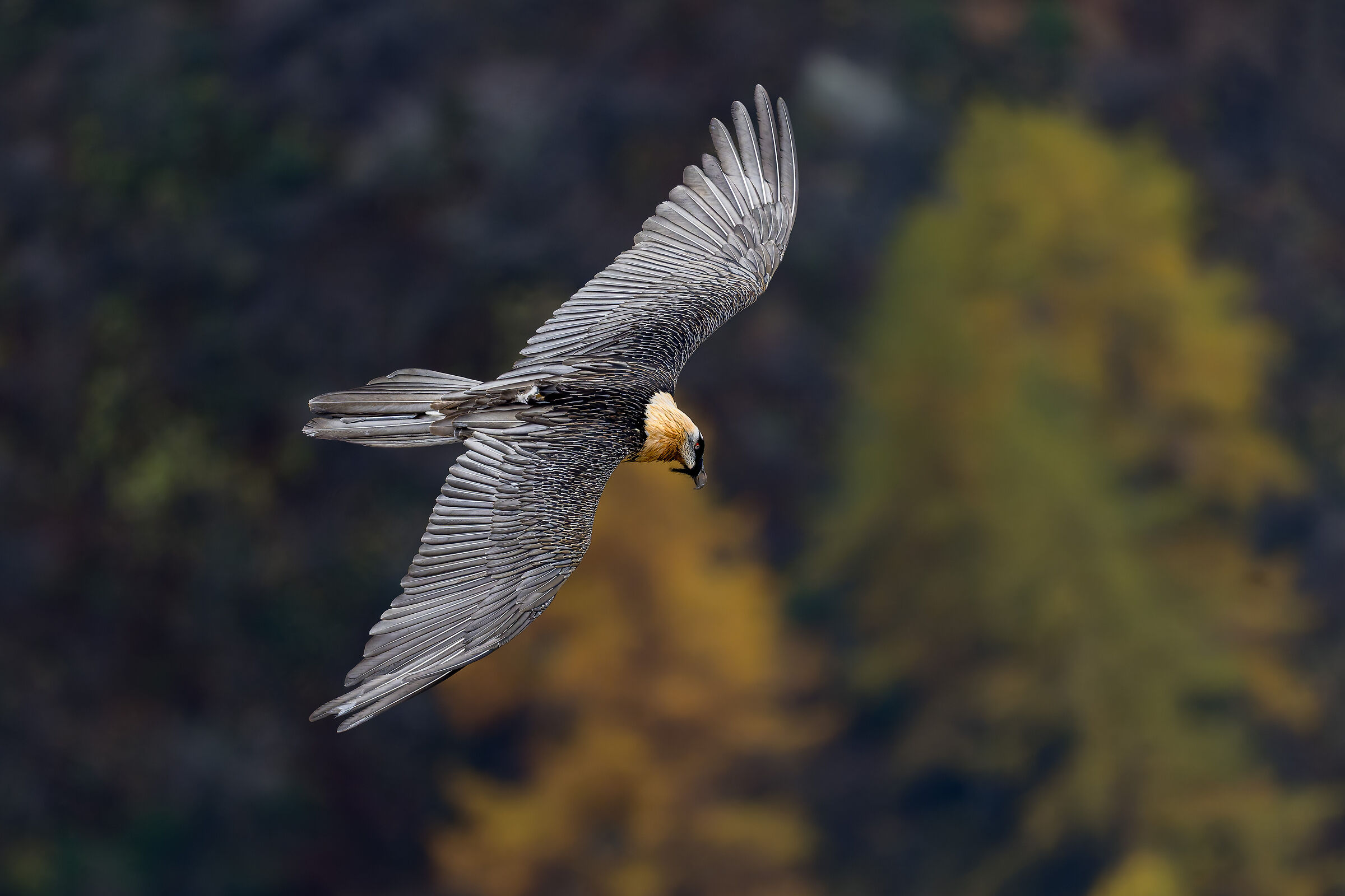 Gypaetus barbatus- Parco Nazionale Gran Paradiso