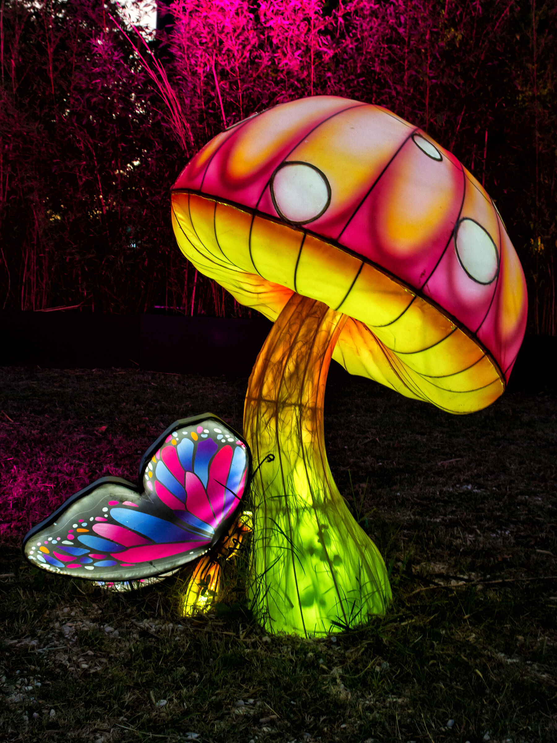 The mushroom and the butterfly