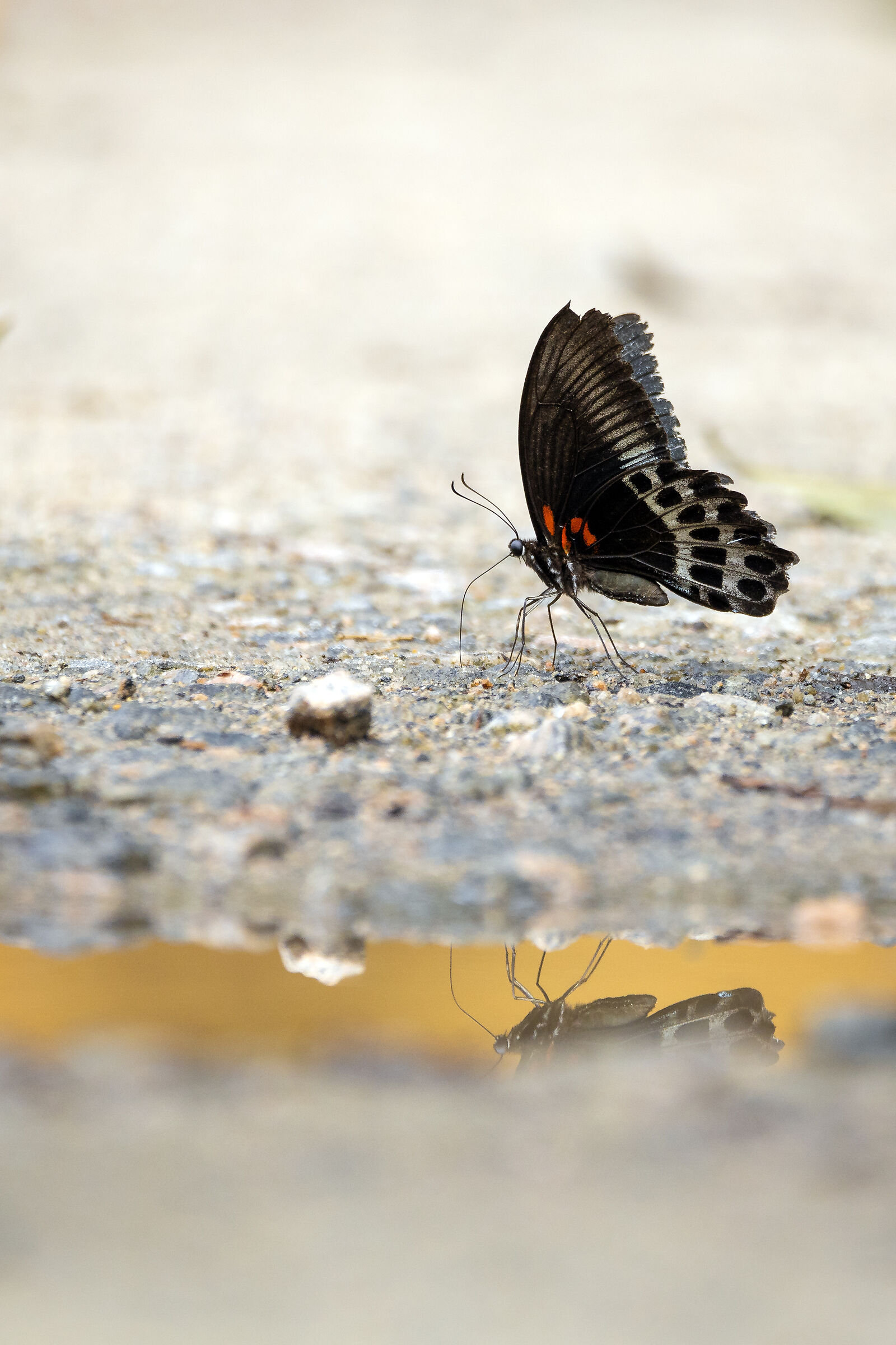 The Blue Mormon