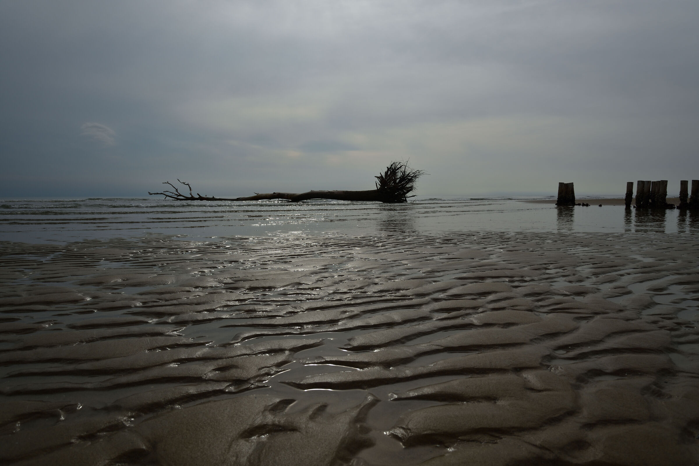 Mouth of the Tagliamento