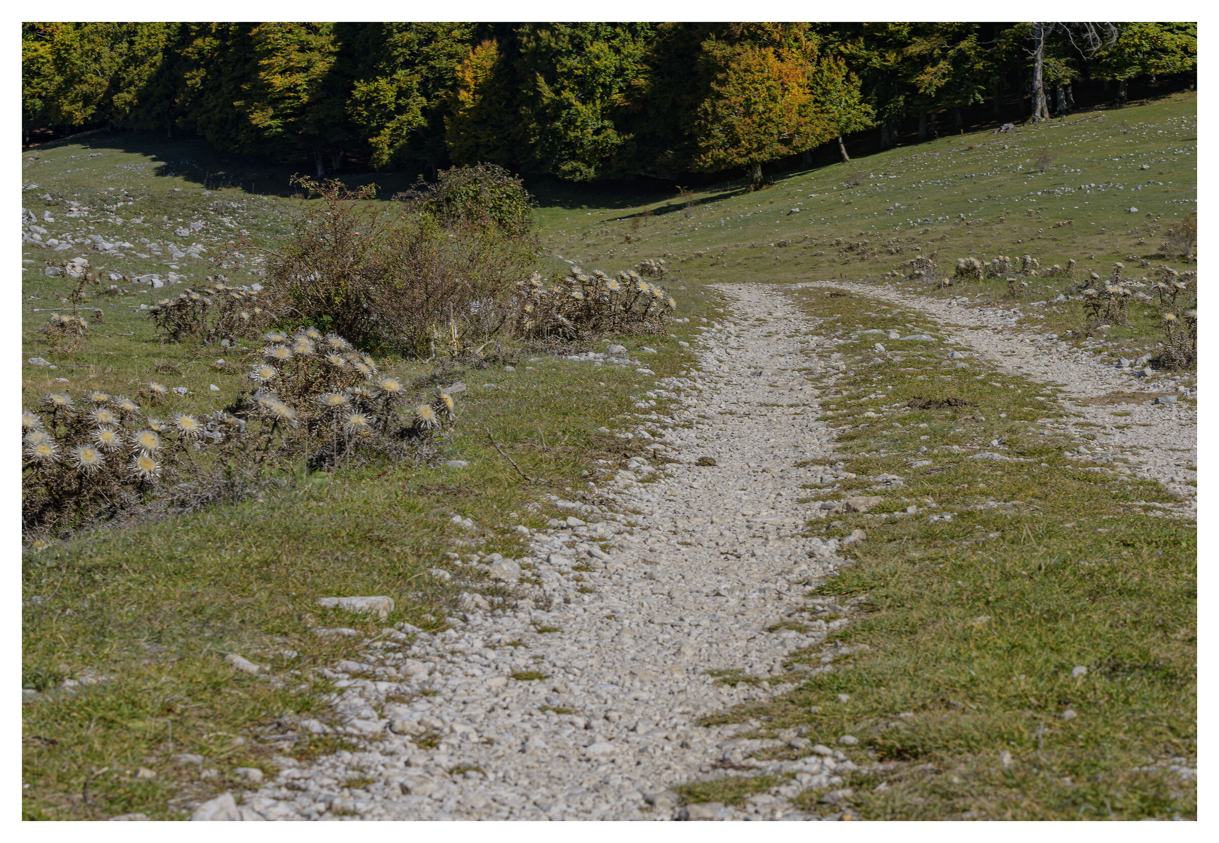 Perspective from the path