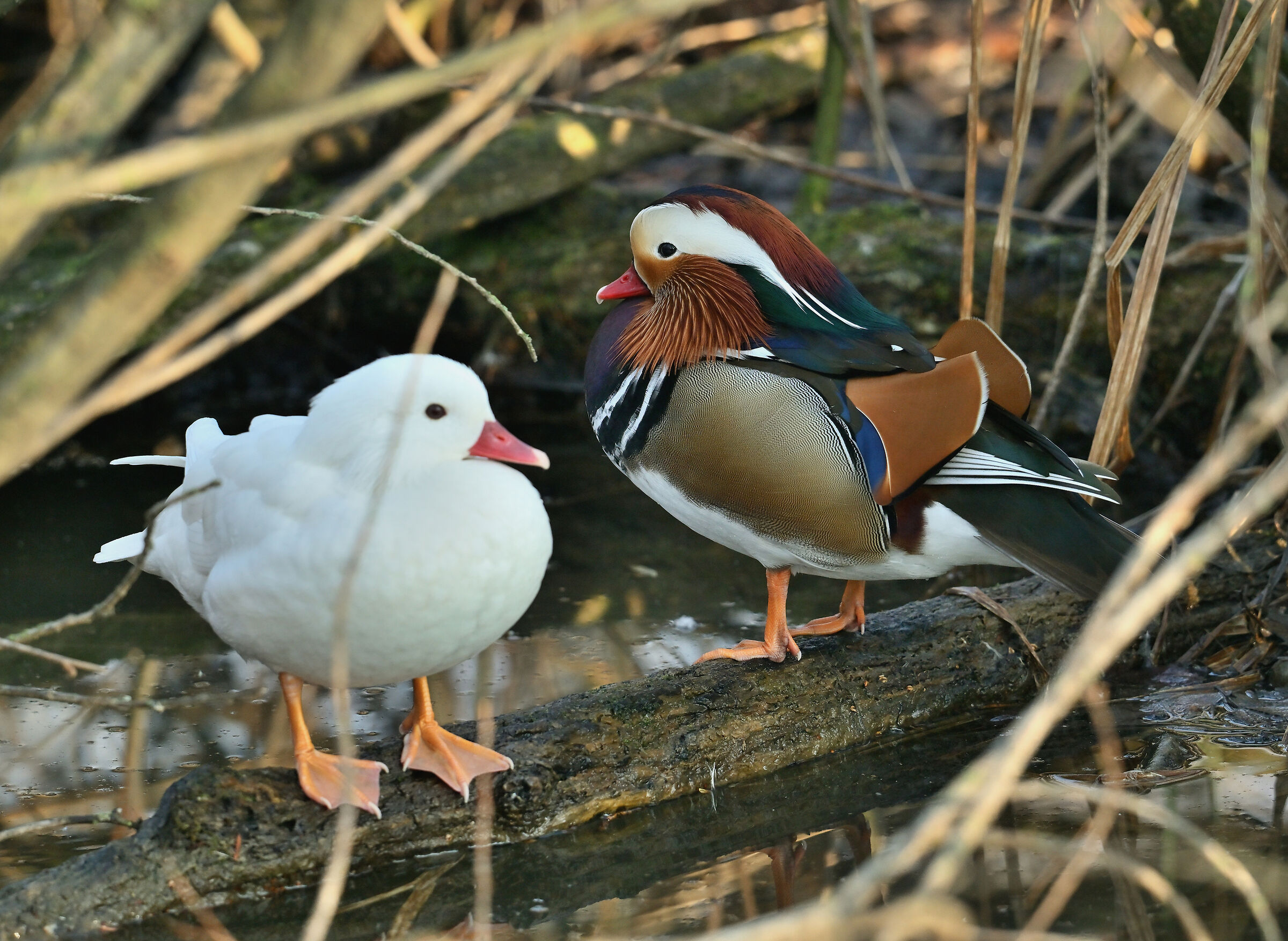 Male and female