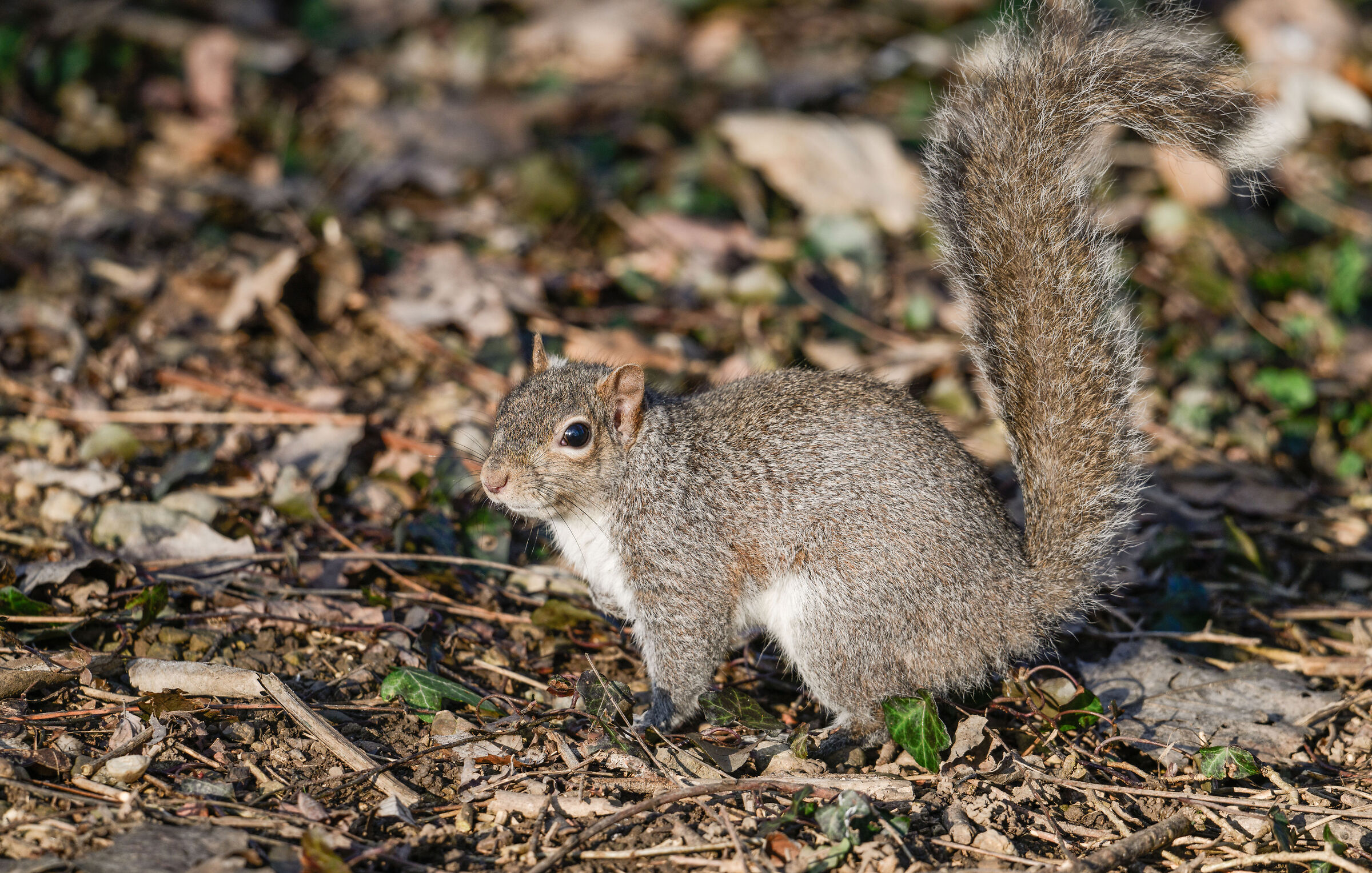 Grey squirrel