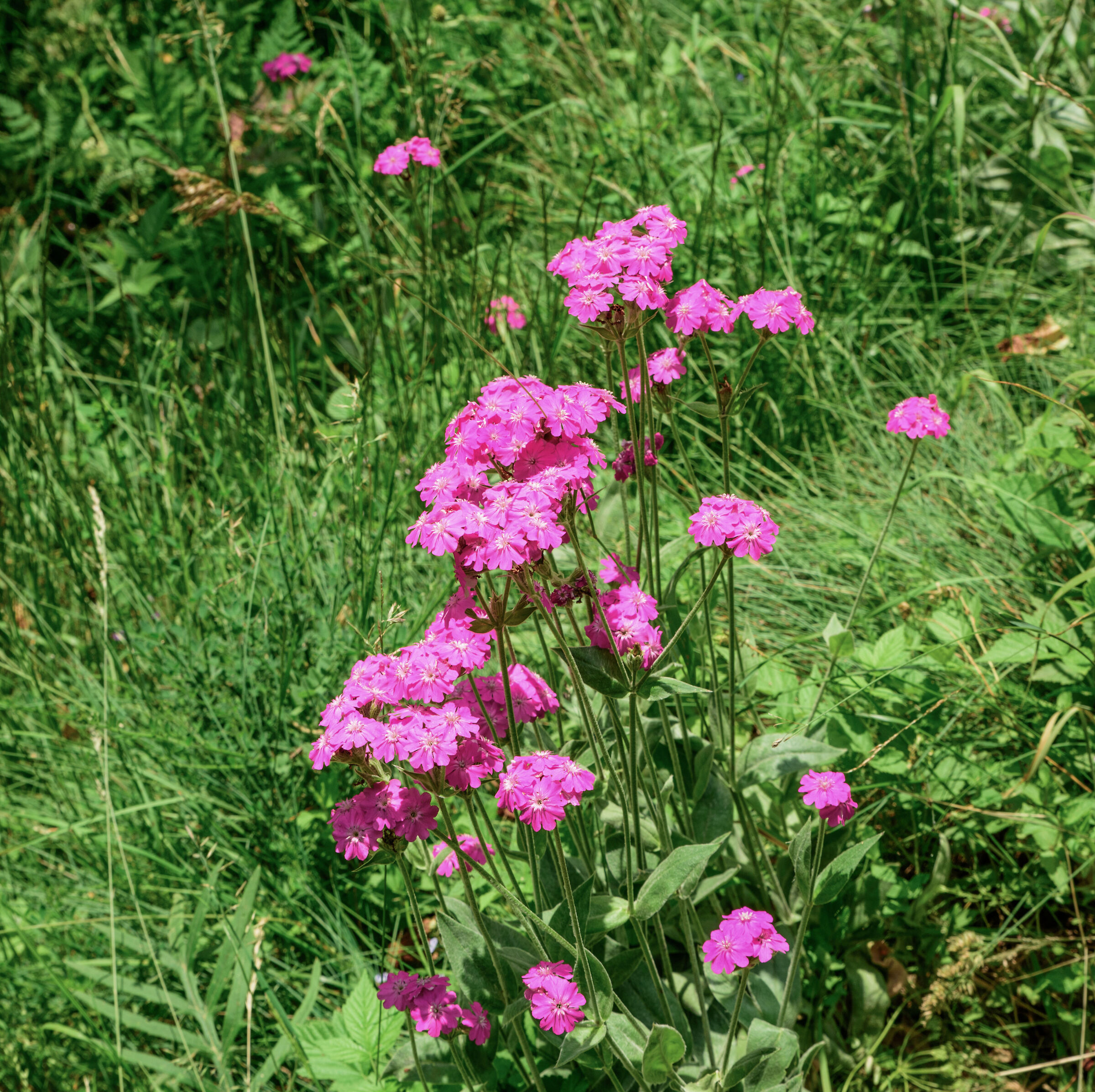 Silene Flos-Jovis or Crotonella Fior di Giove