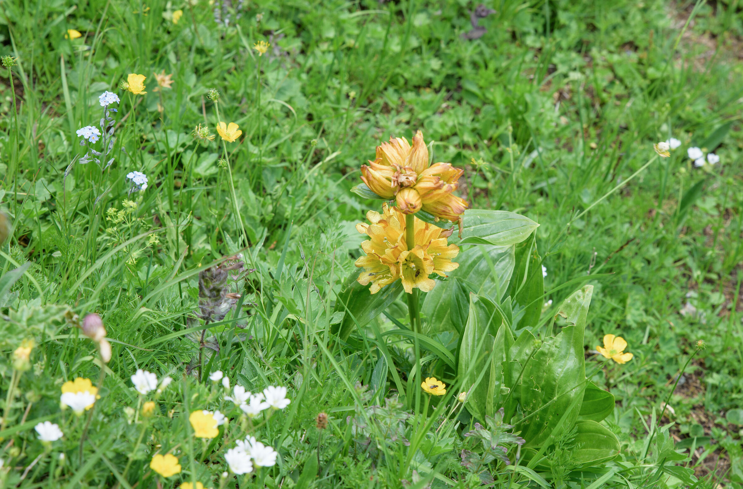 Gentian Dotted
