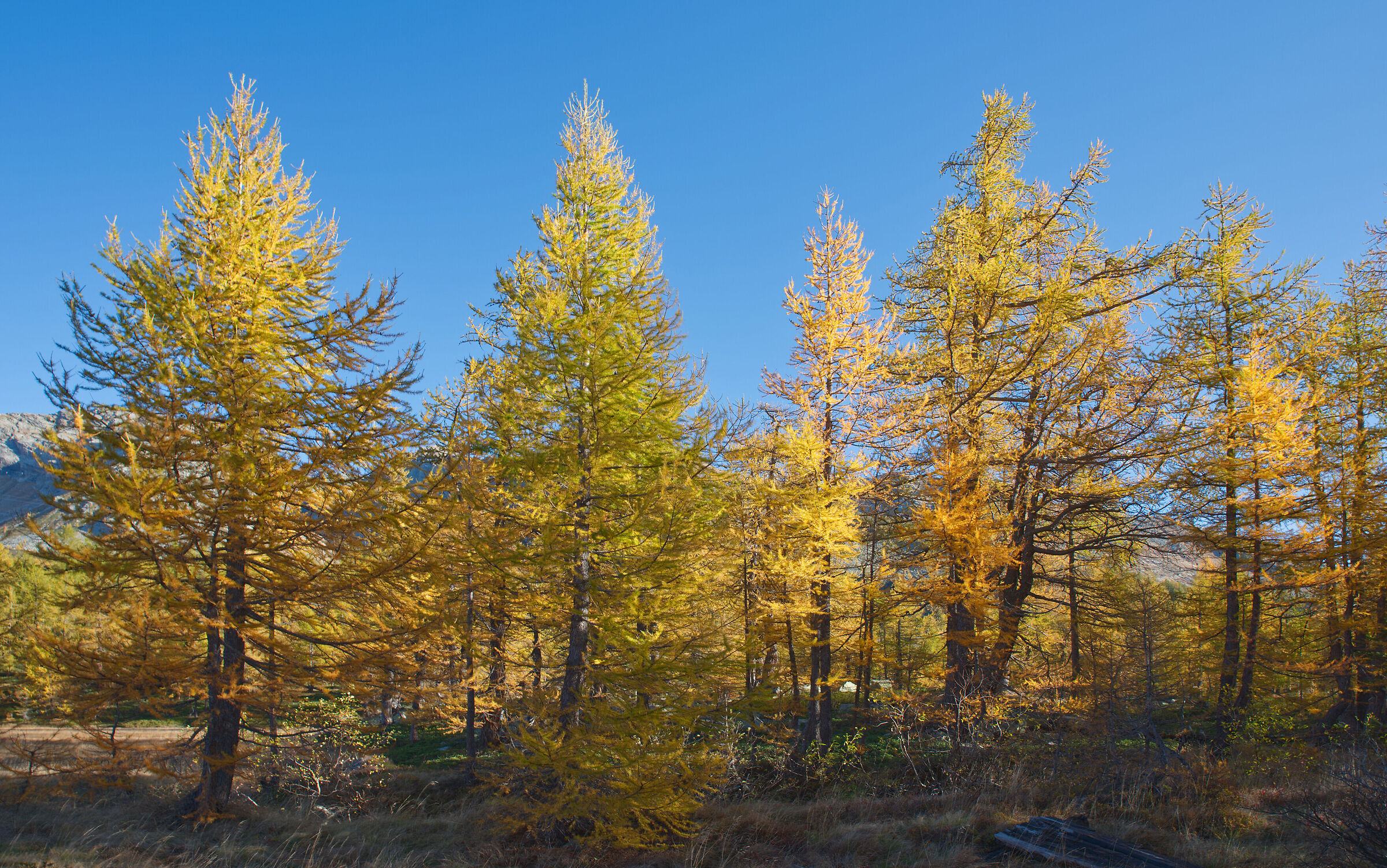 Alta Val Bognanco - the colours of autumn