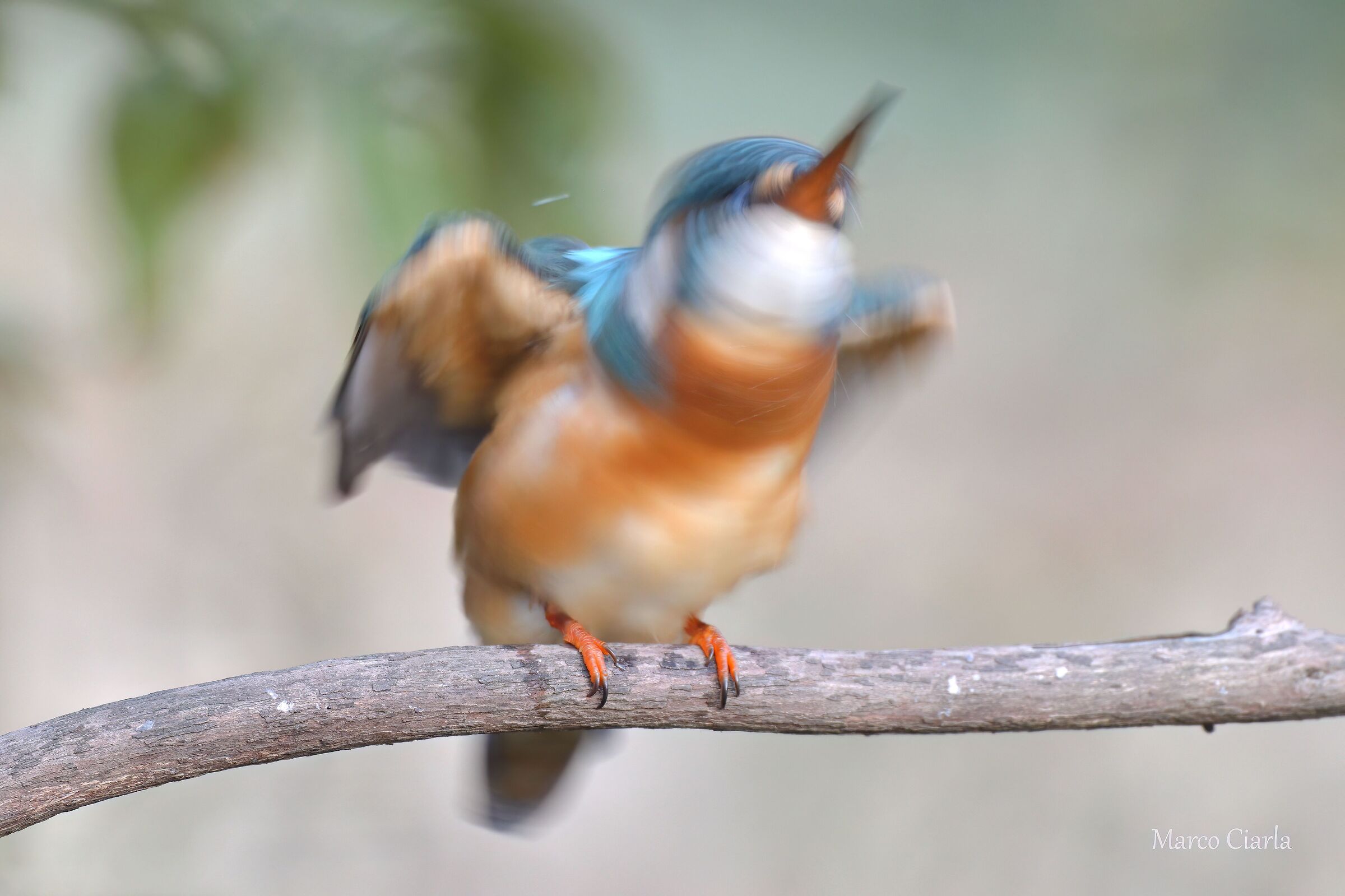 The rotational speed of the Kingfisher