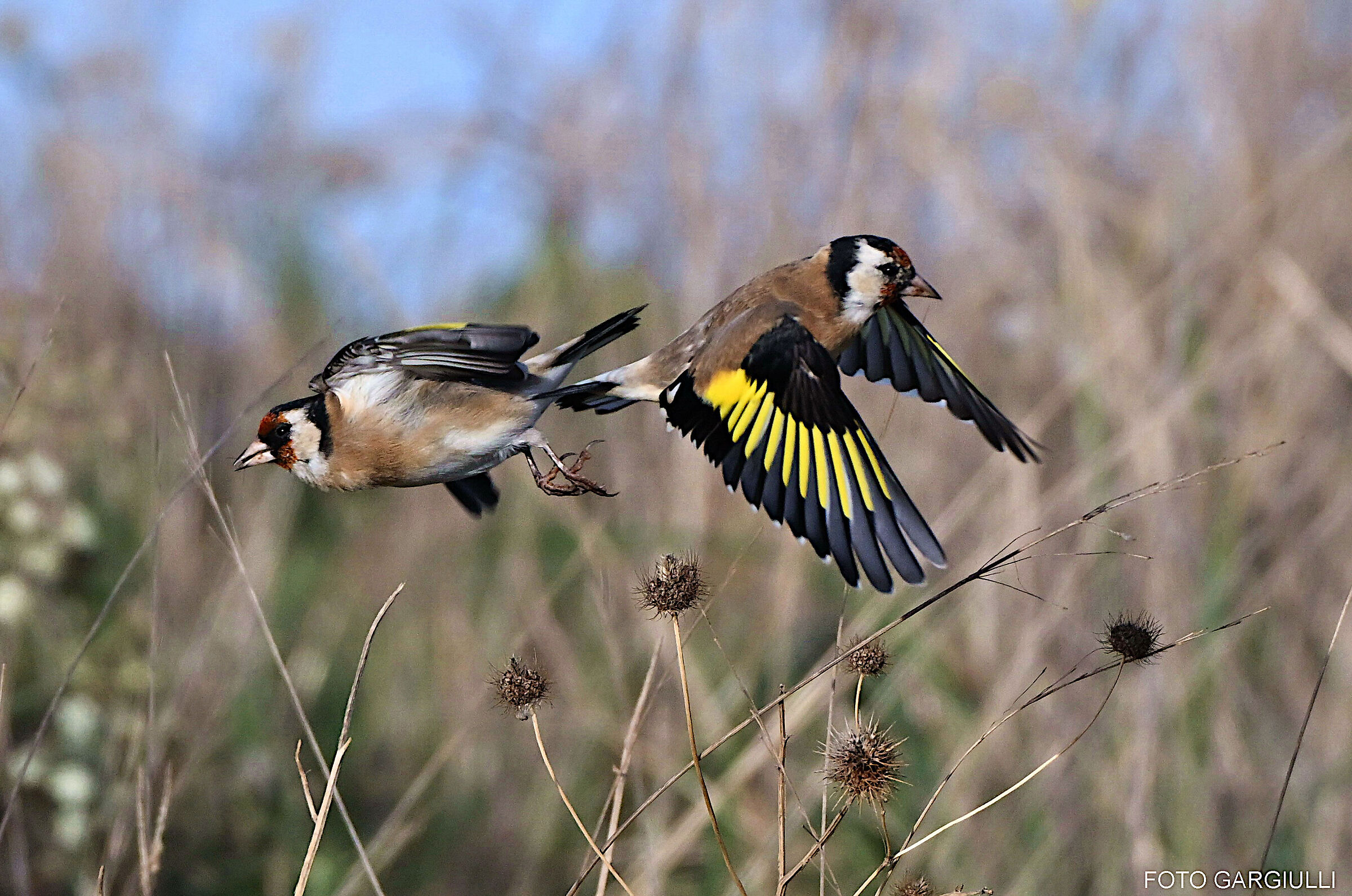 Goldfinches