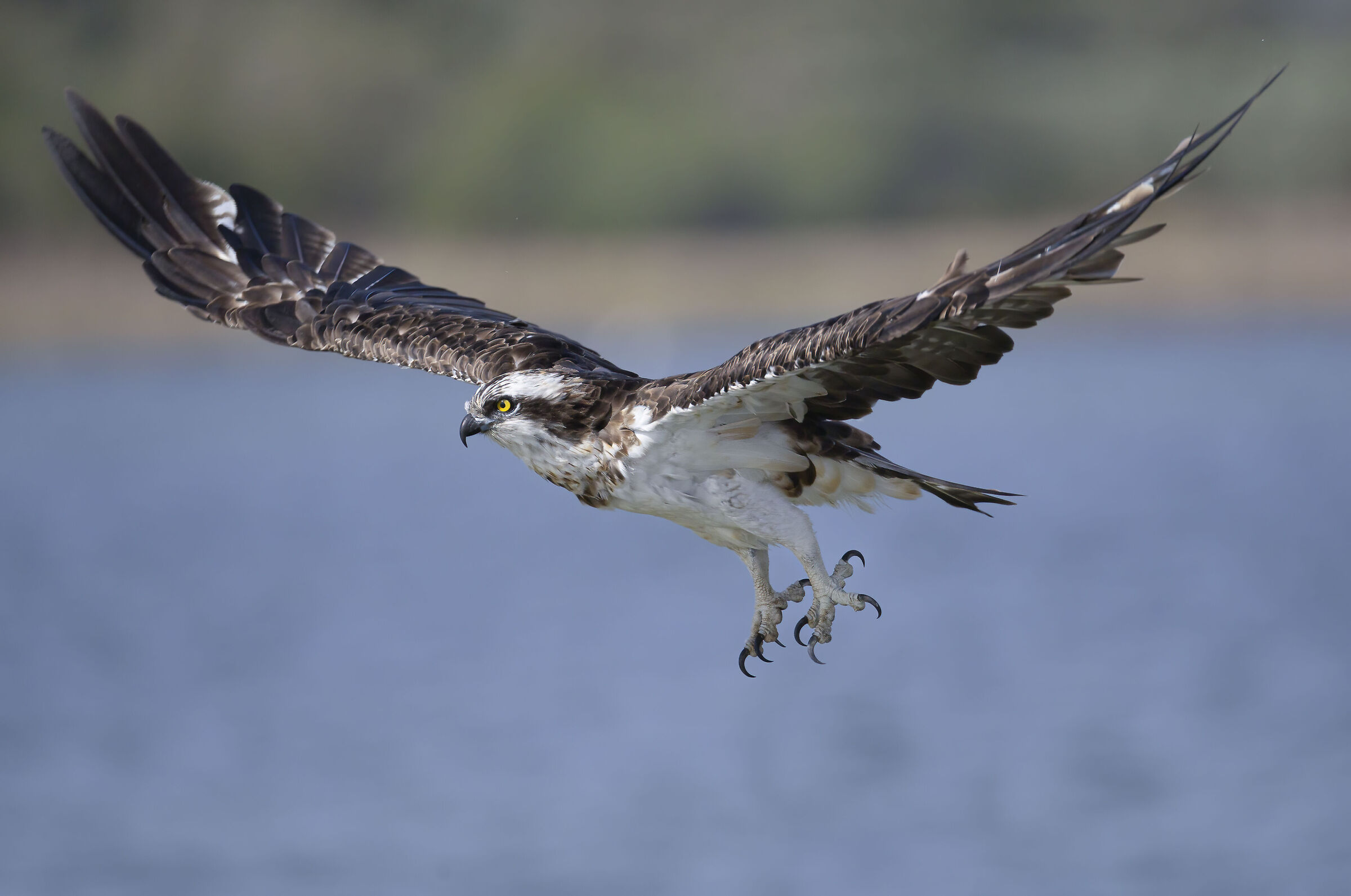 falco pescatore volo 2