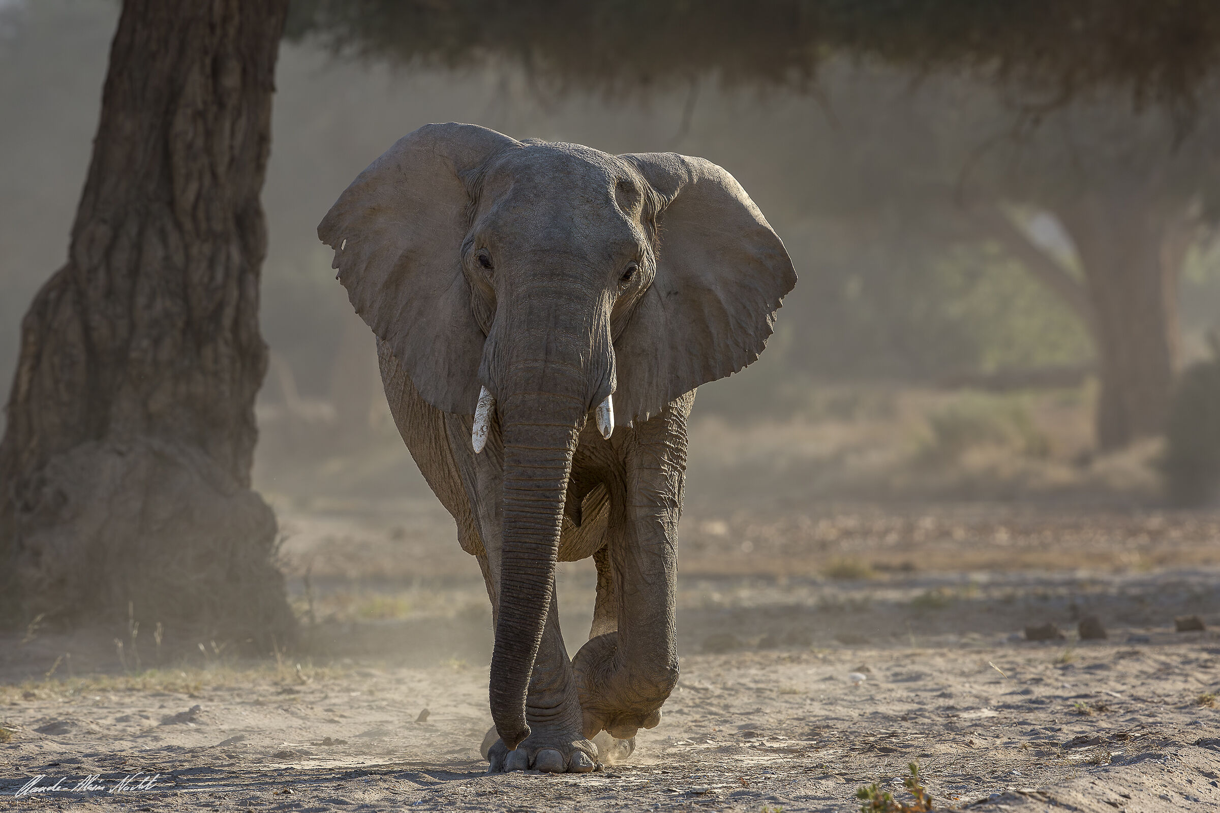 Elephant in the Namib Desert, in the desert dust.