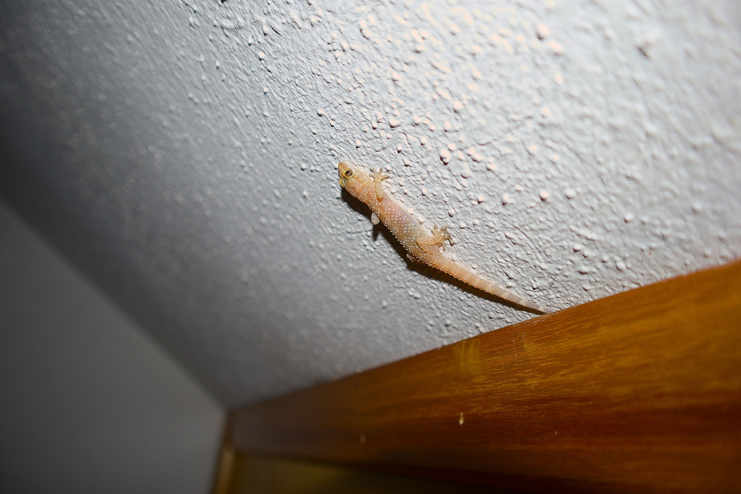 Tzaratzulla o Pistilloni