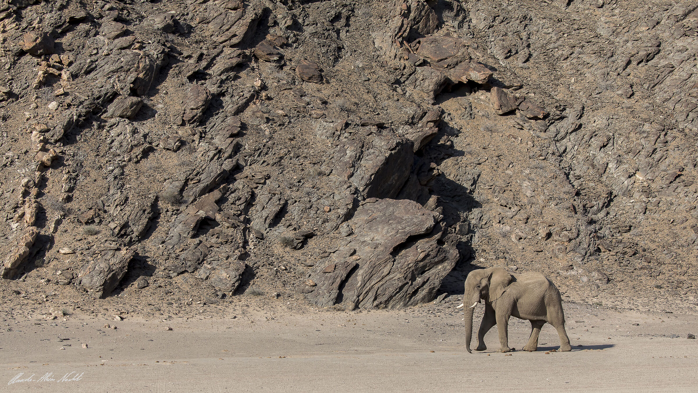 Desert elephant