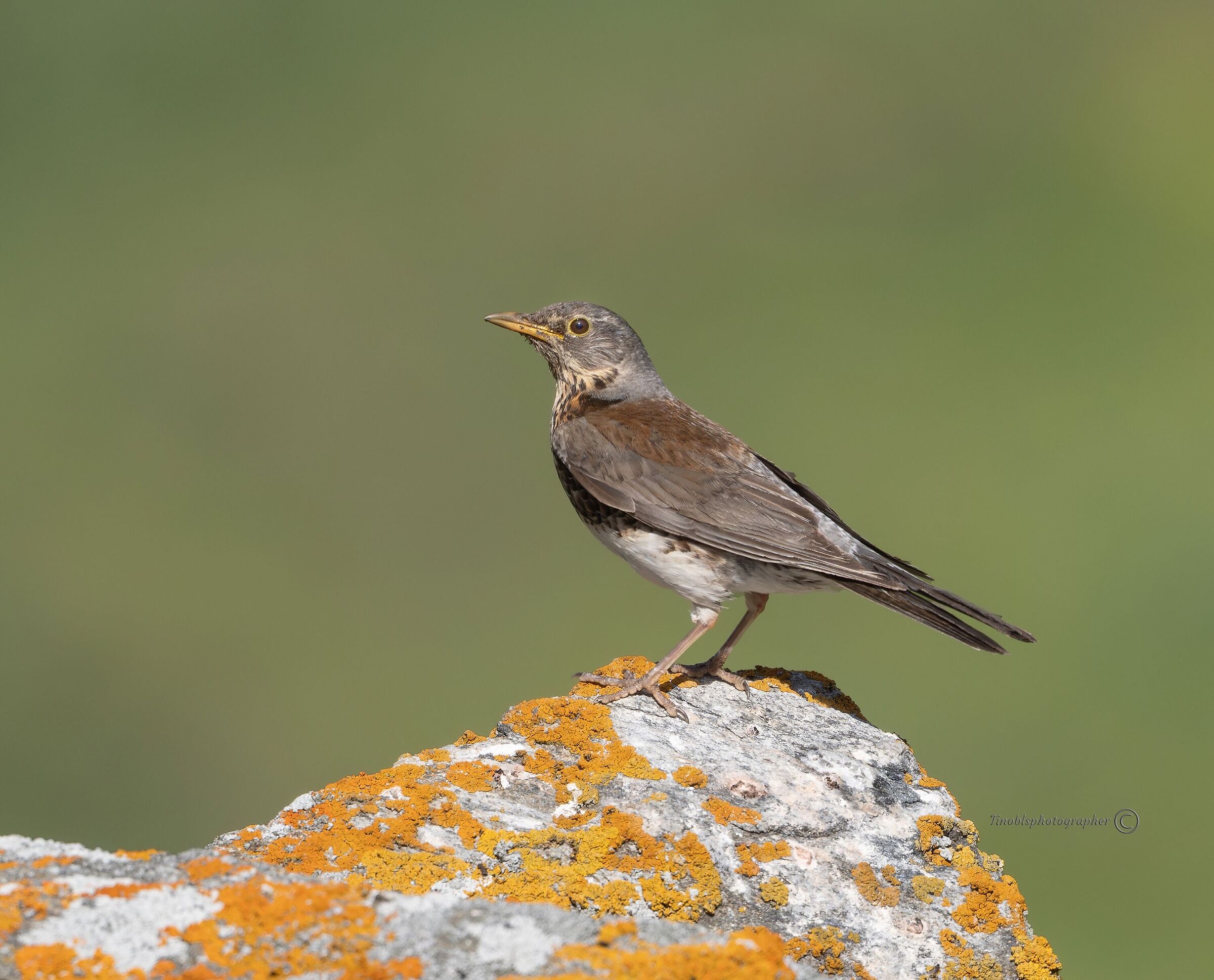Cesena (Turdus Pilaris)
