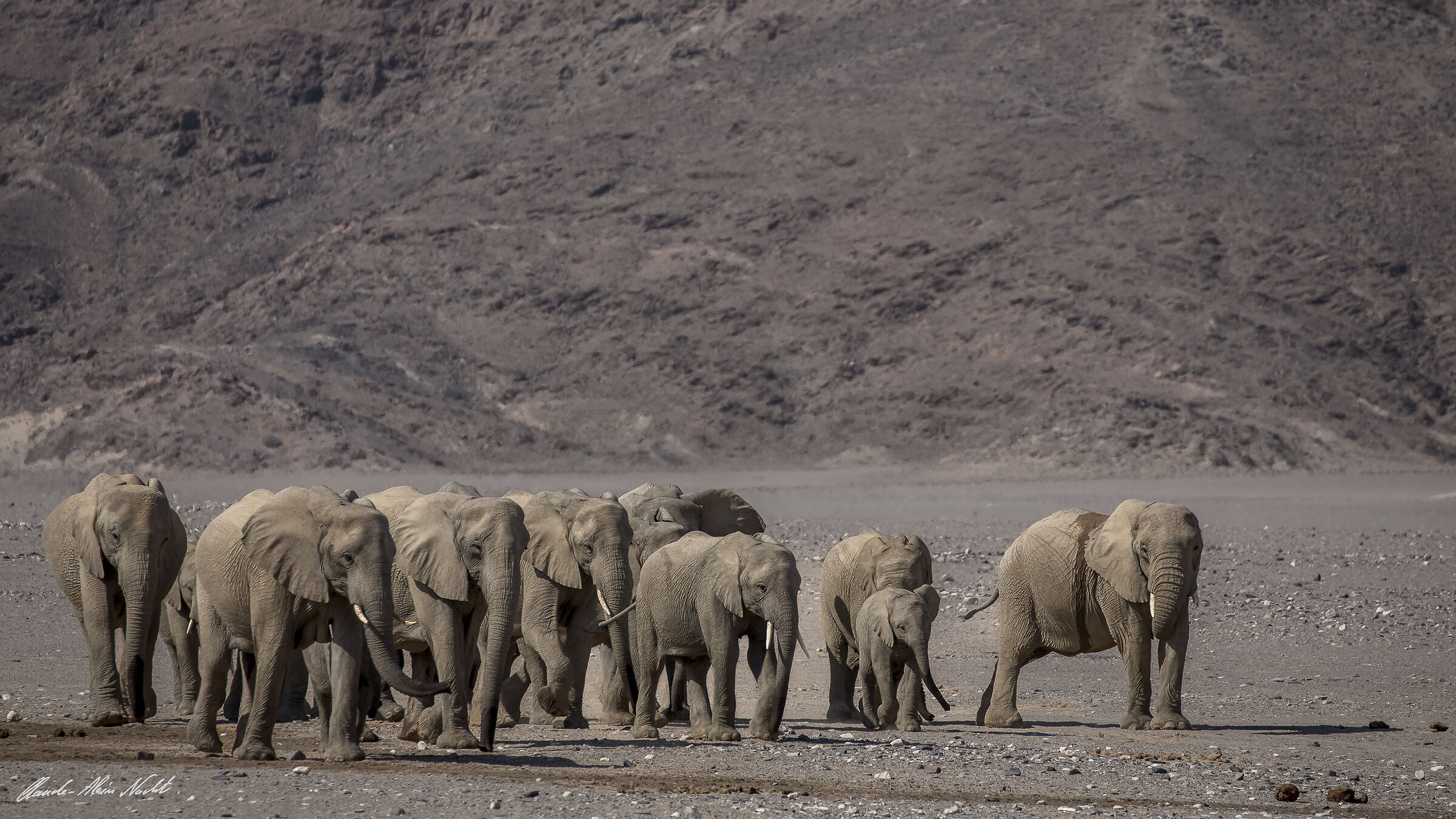 Desert elephants