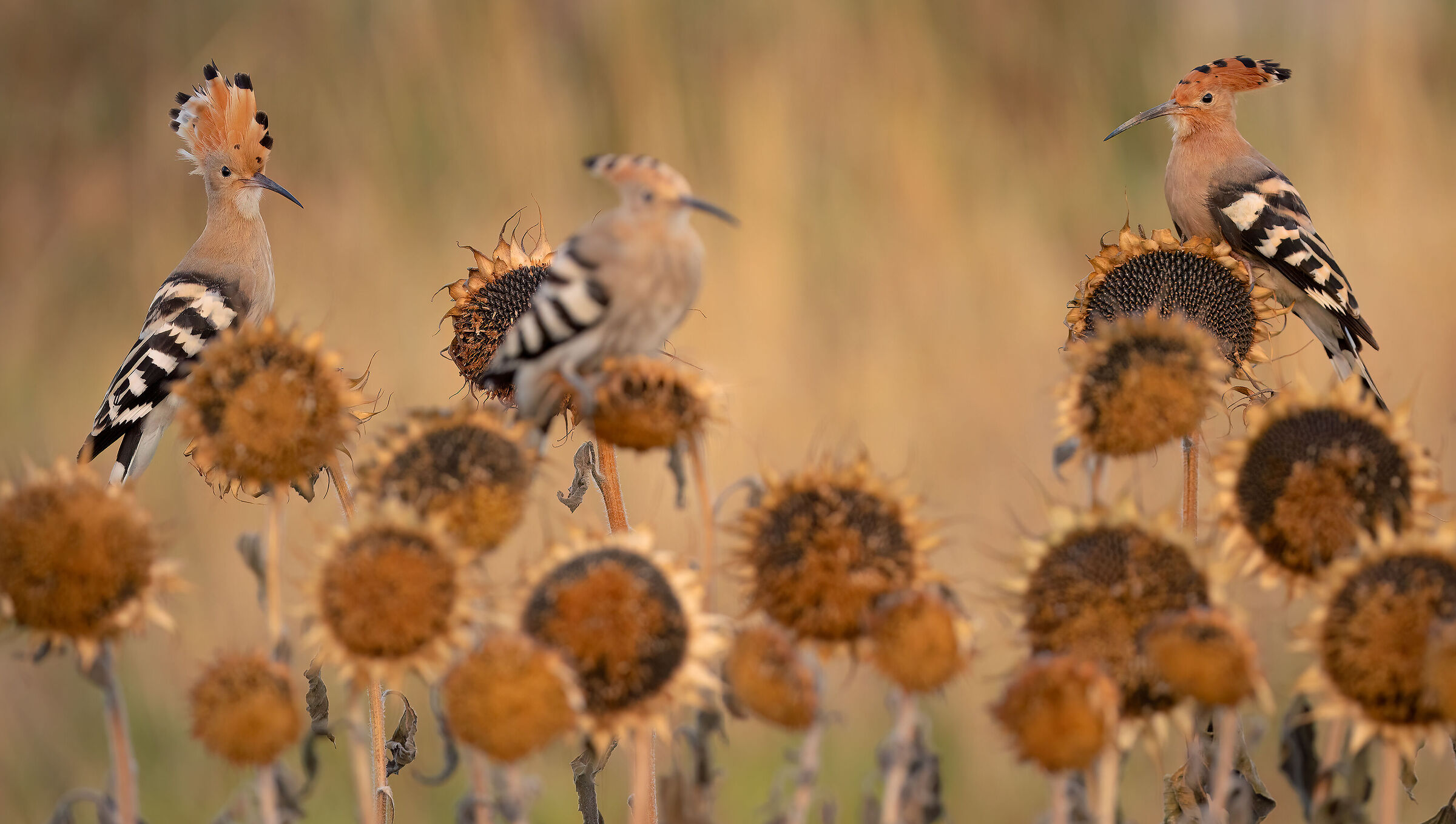 hoopoe