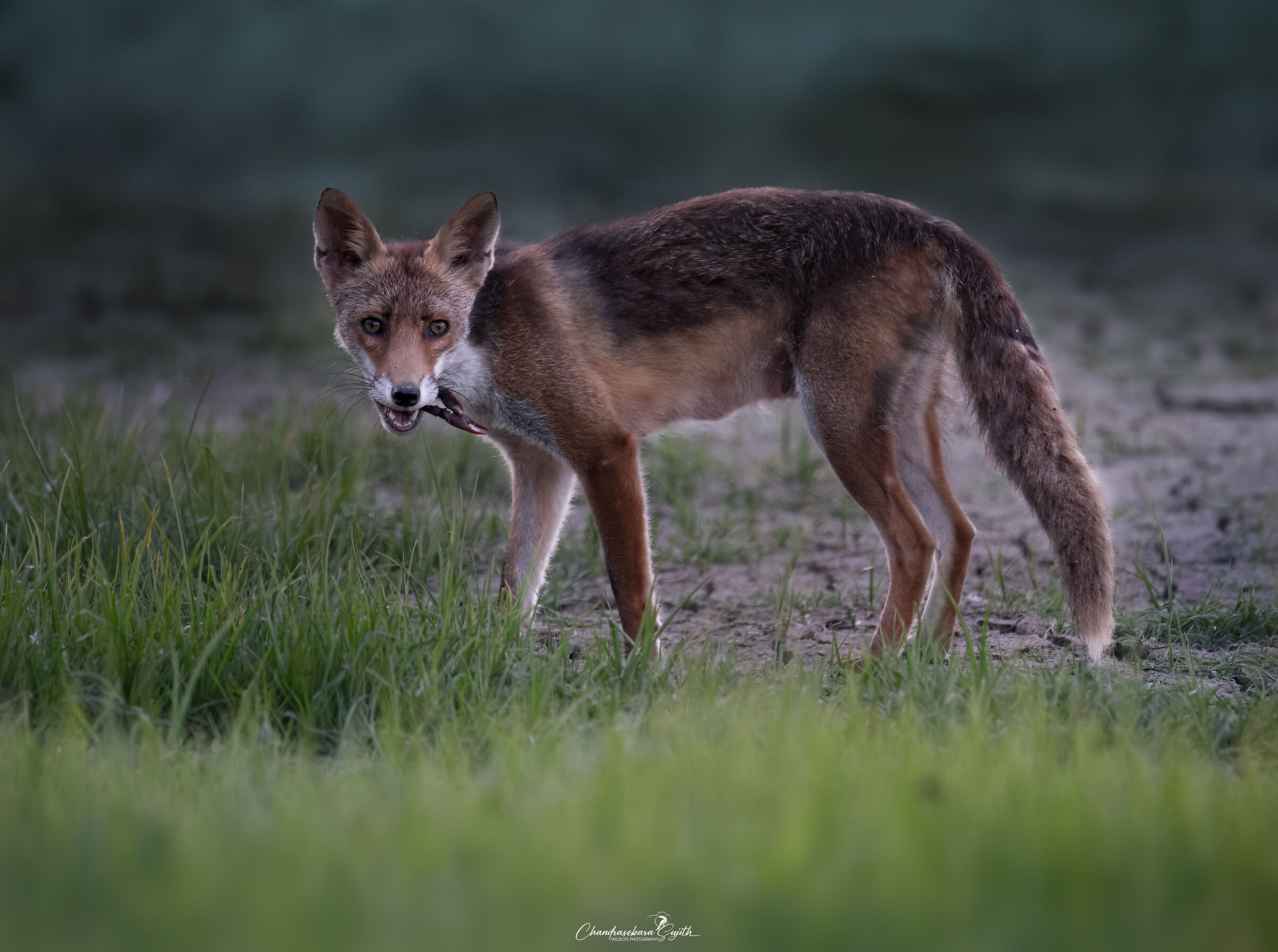 mom fox hunts a Louisiana shrimp