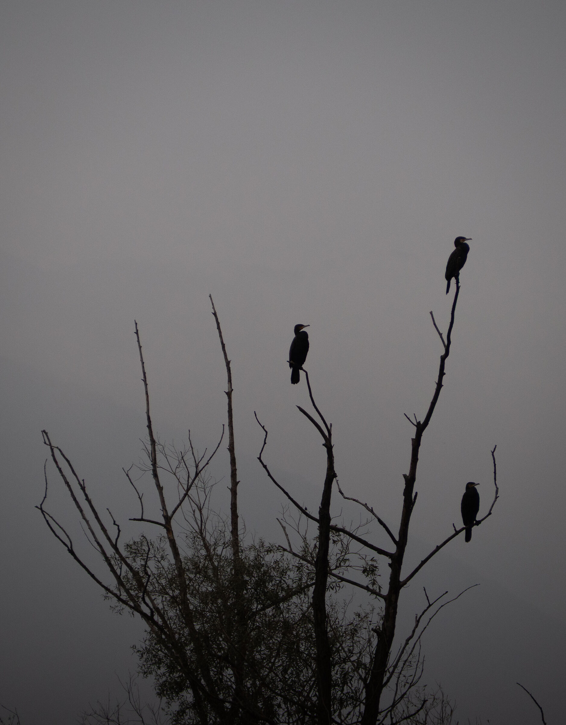 Silhouettes in the fog