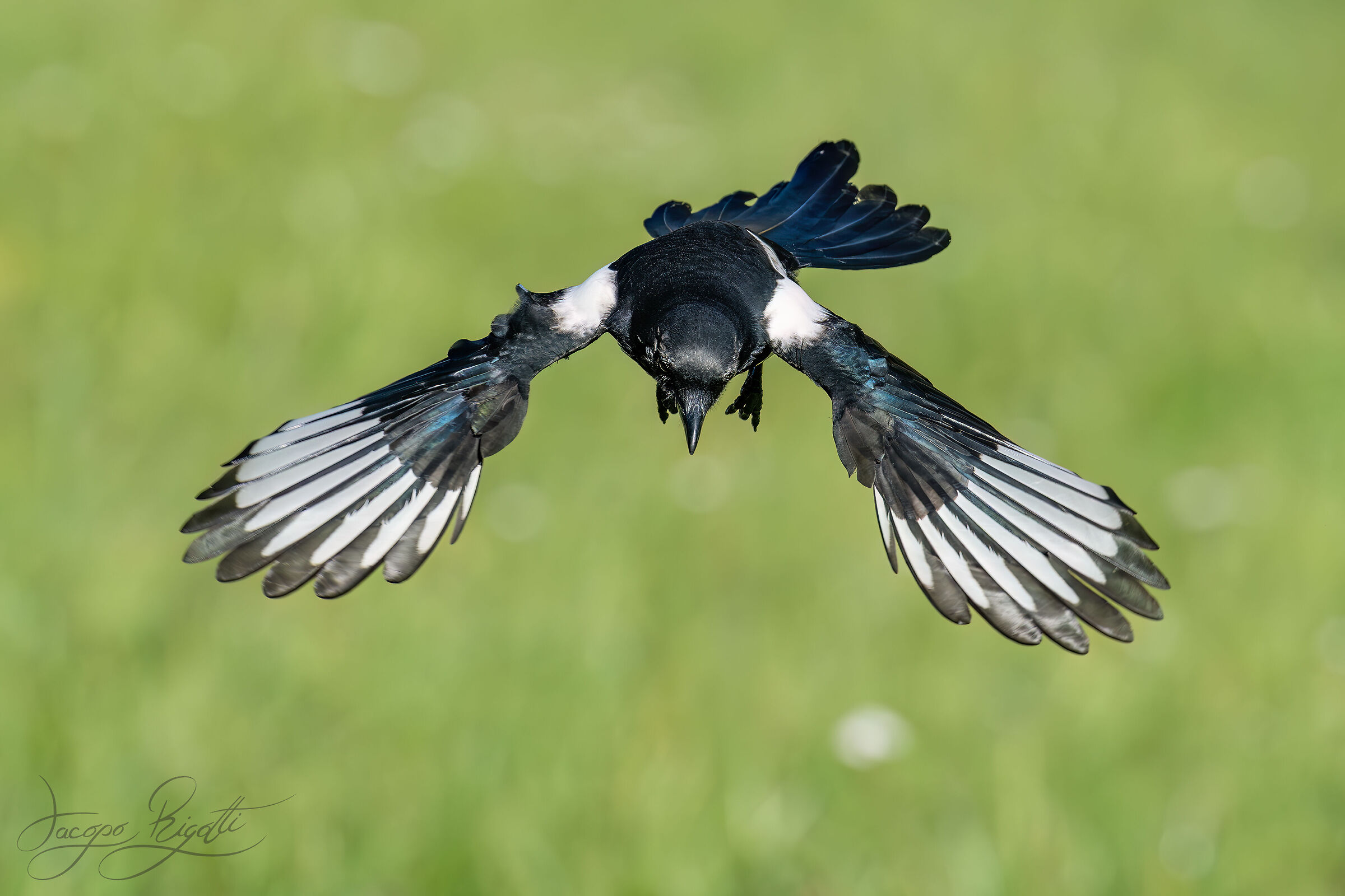 Magpie thief
