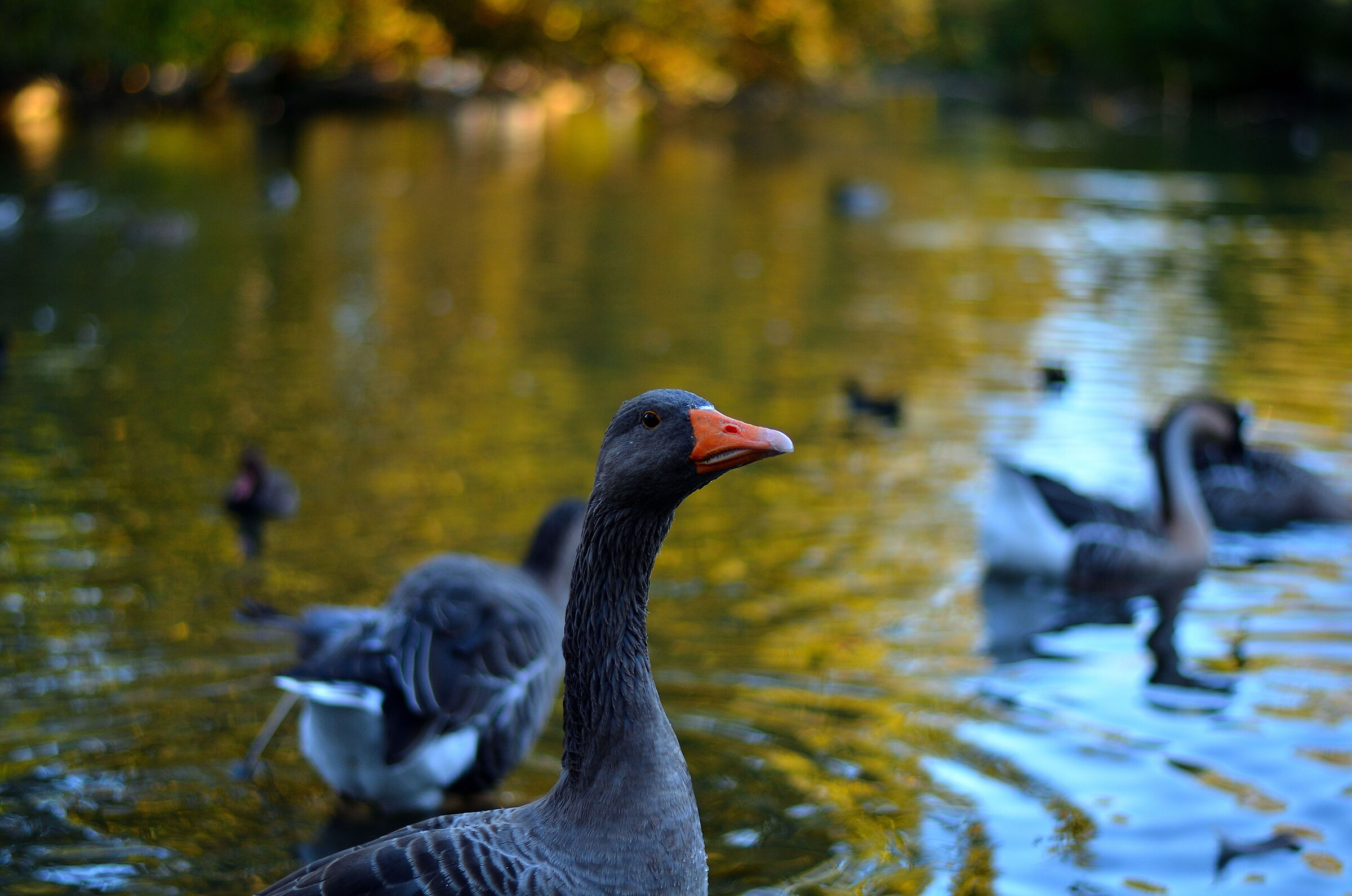 Greylag Goose