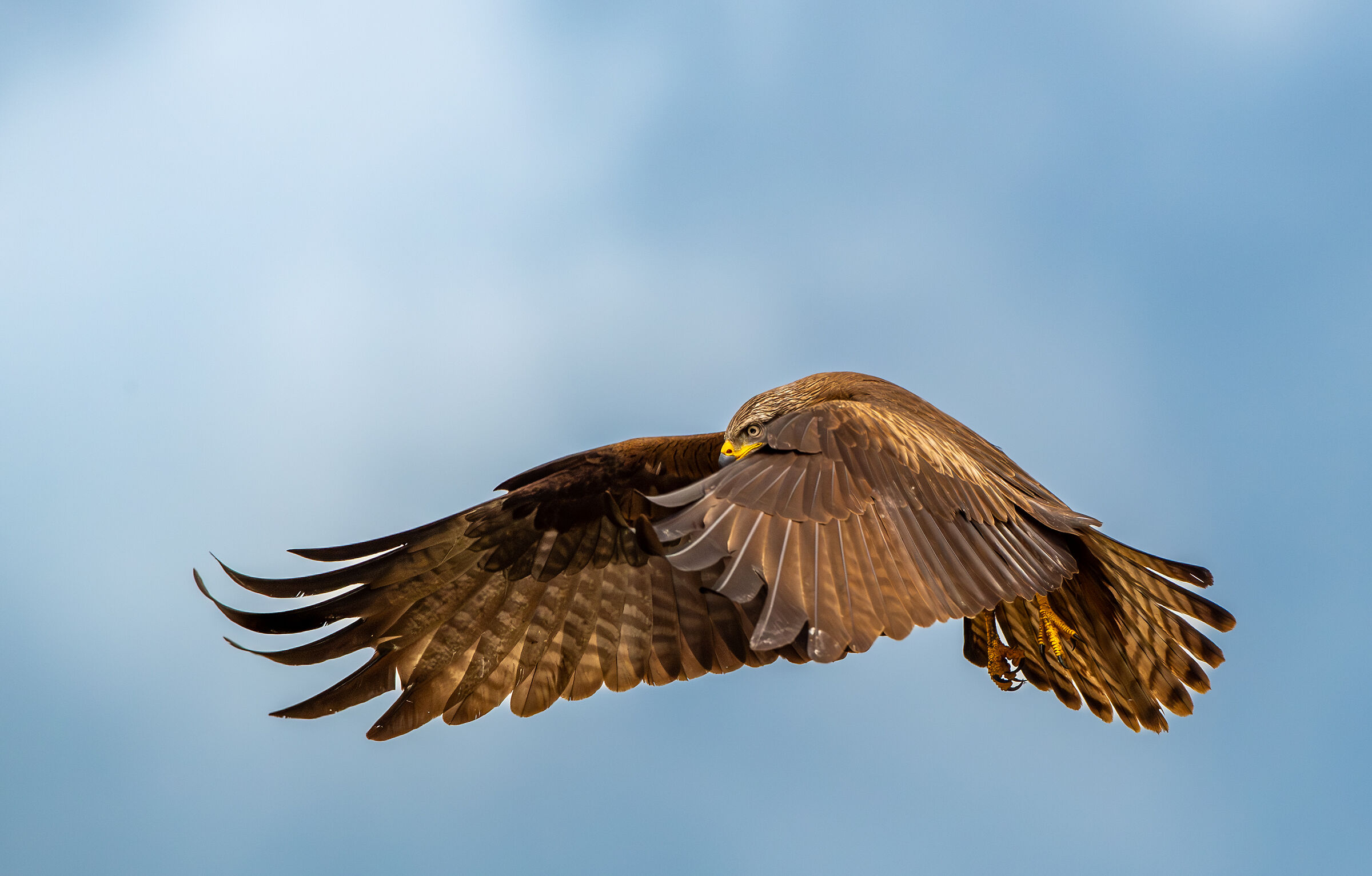 Kite