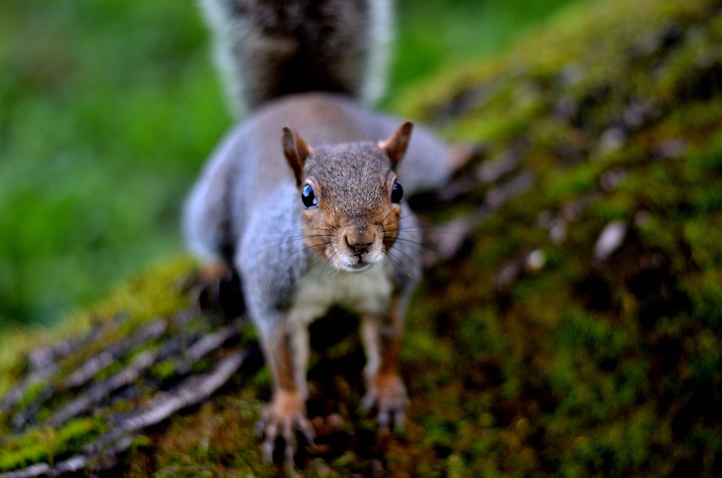 Squirrel from Legnano