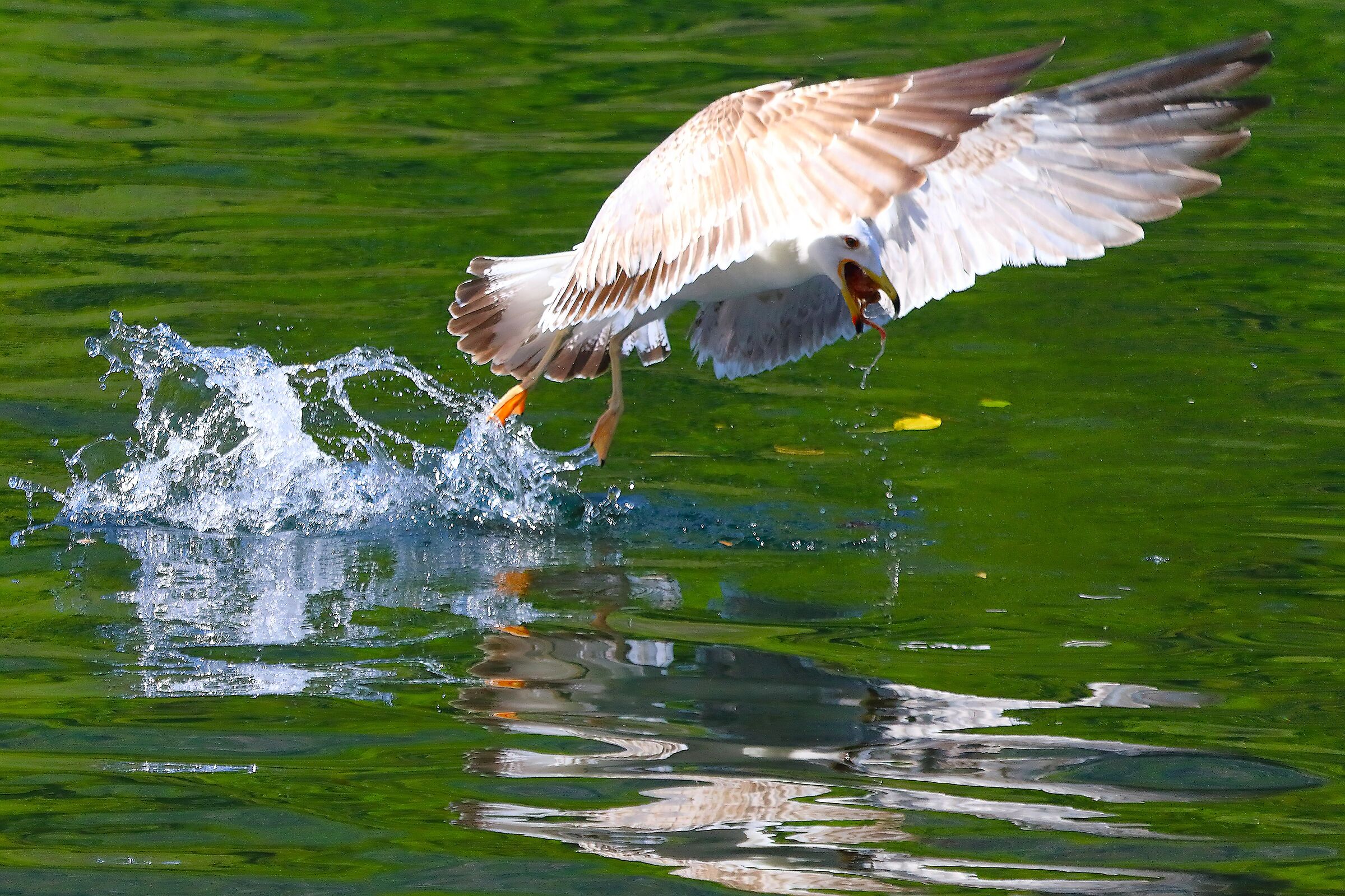 Gabbiano R  02 maggio 2025 - 0298