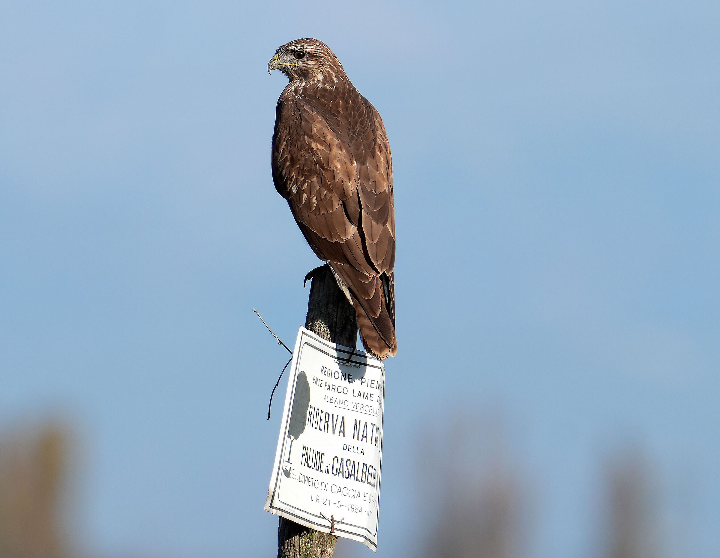 Buzzard