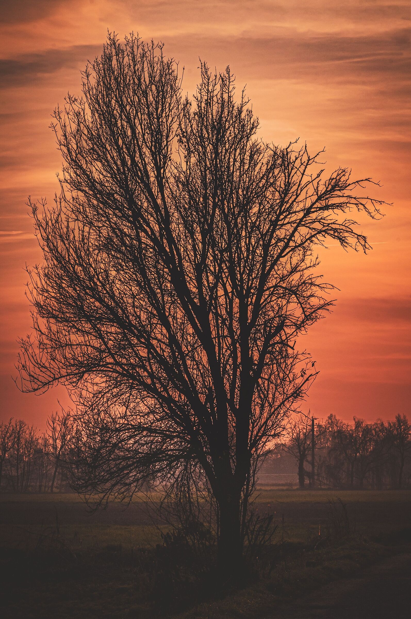 Albero al tramonto
