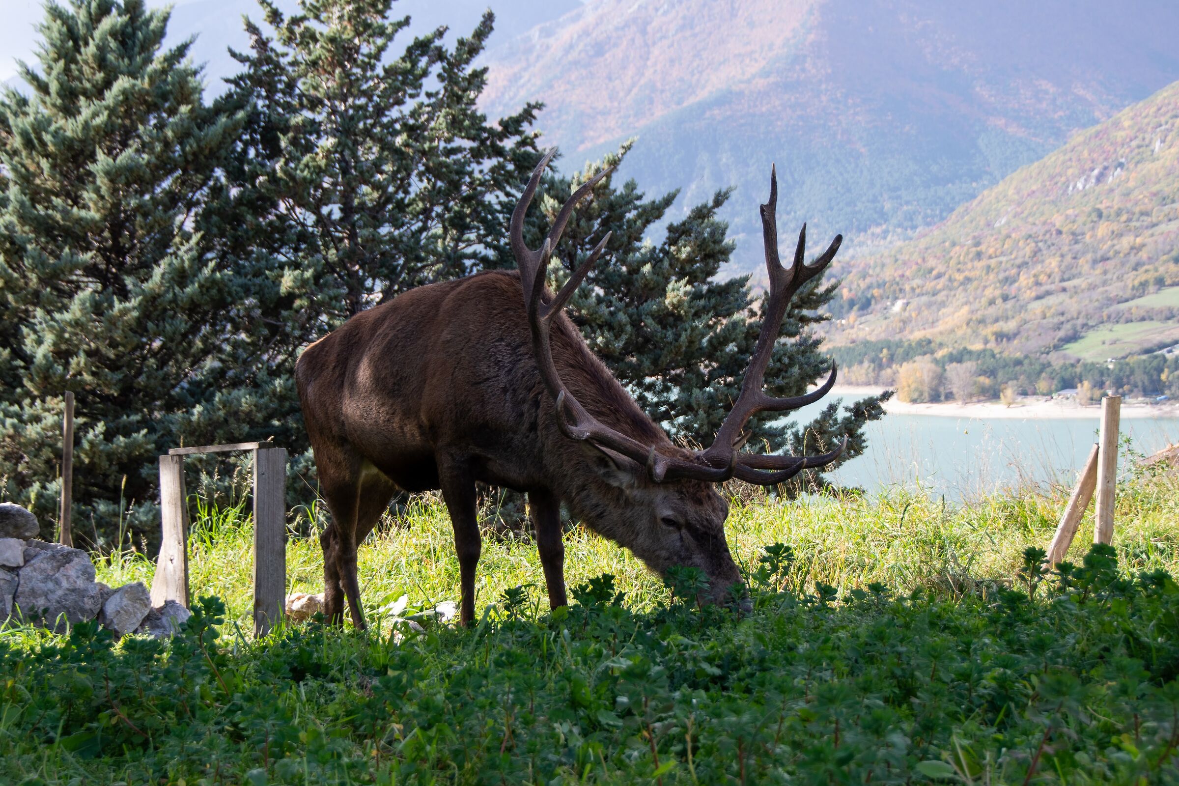 Deer