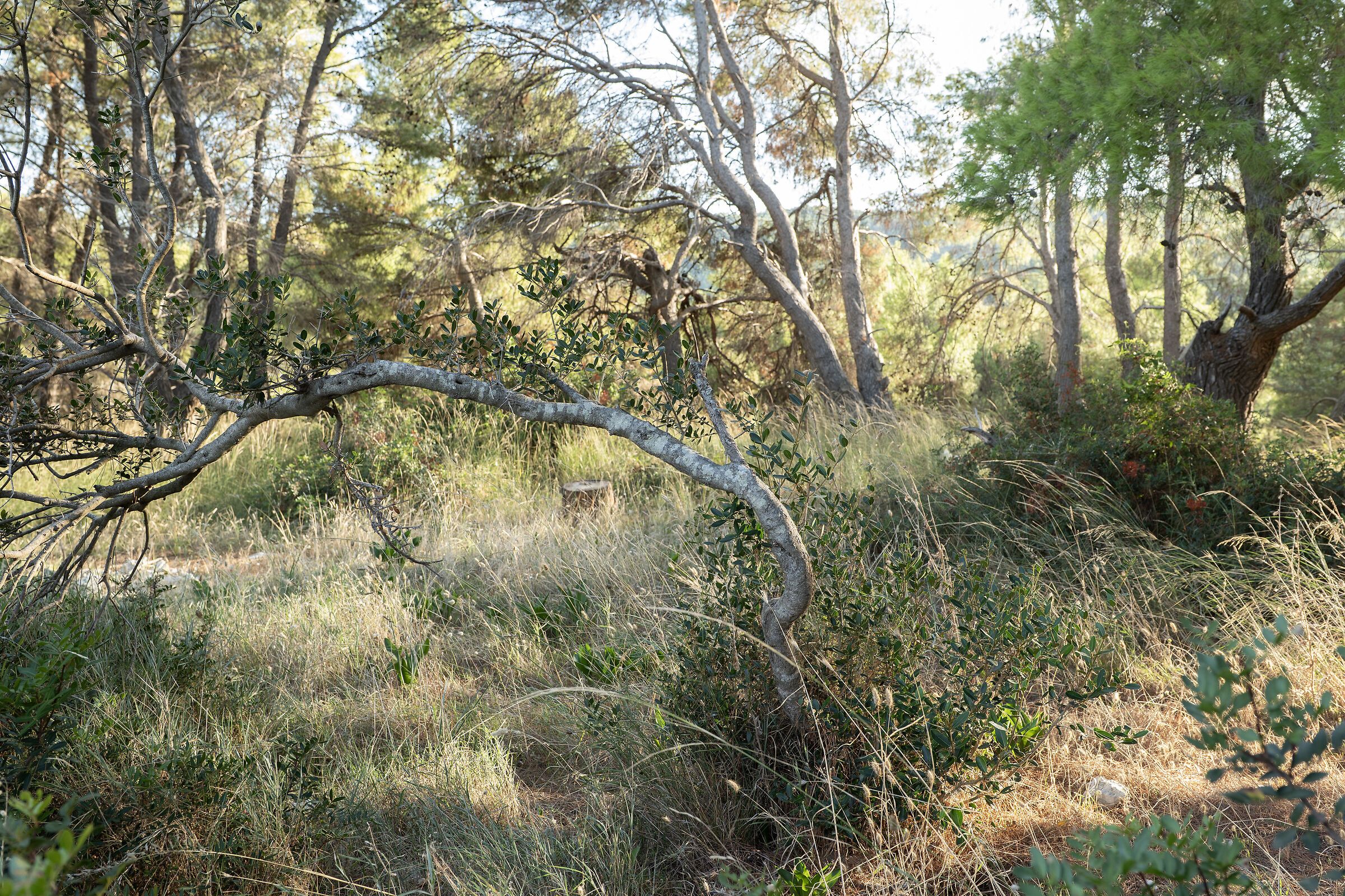 Macchia mediterranea