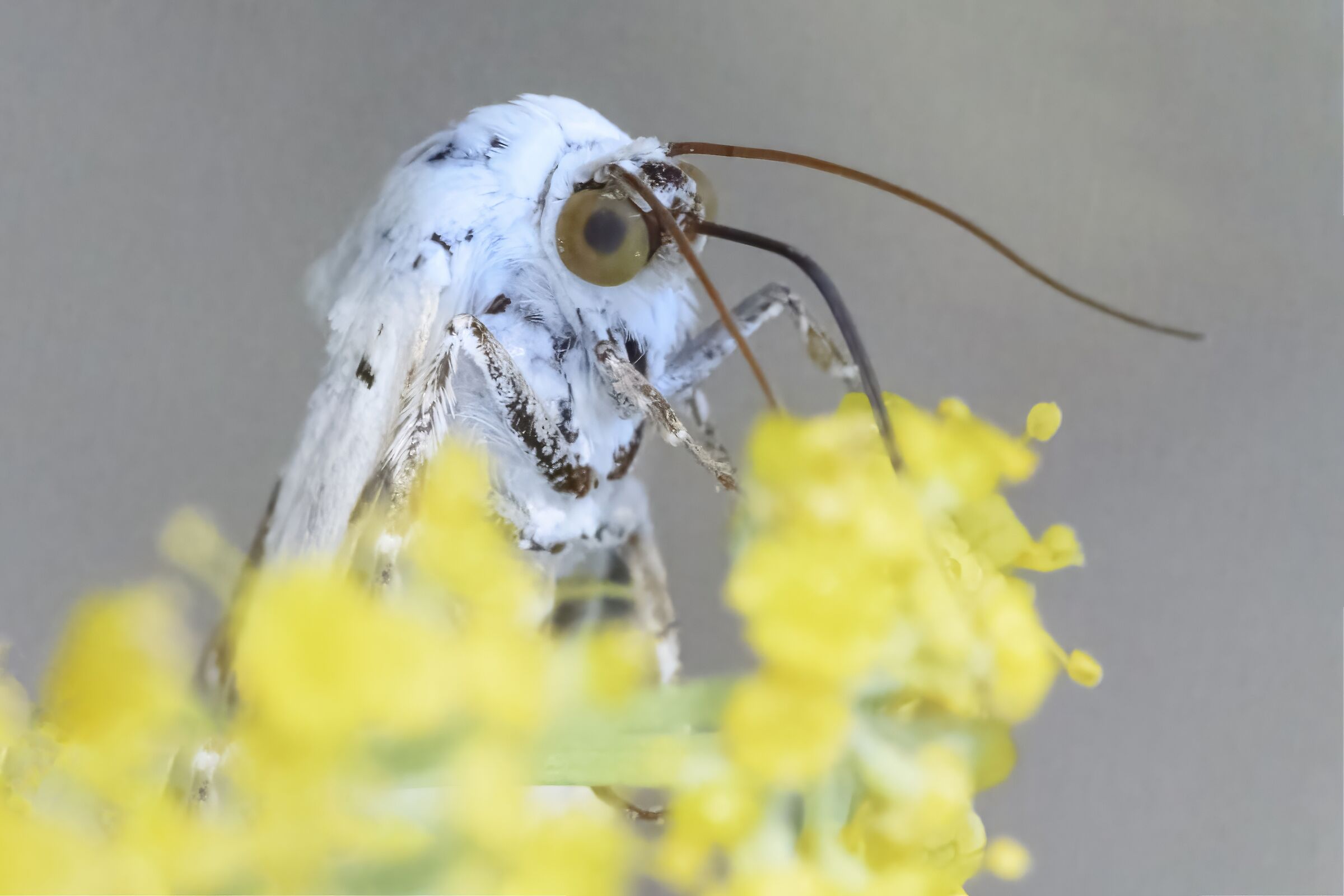 Acontia lucida