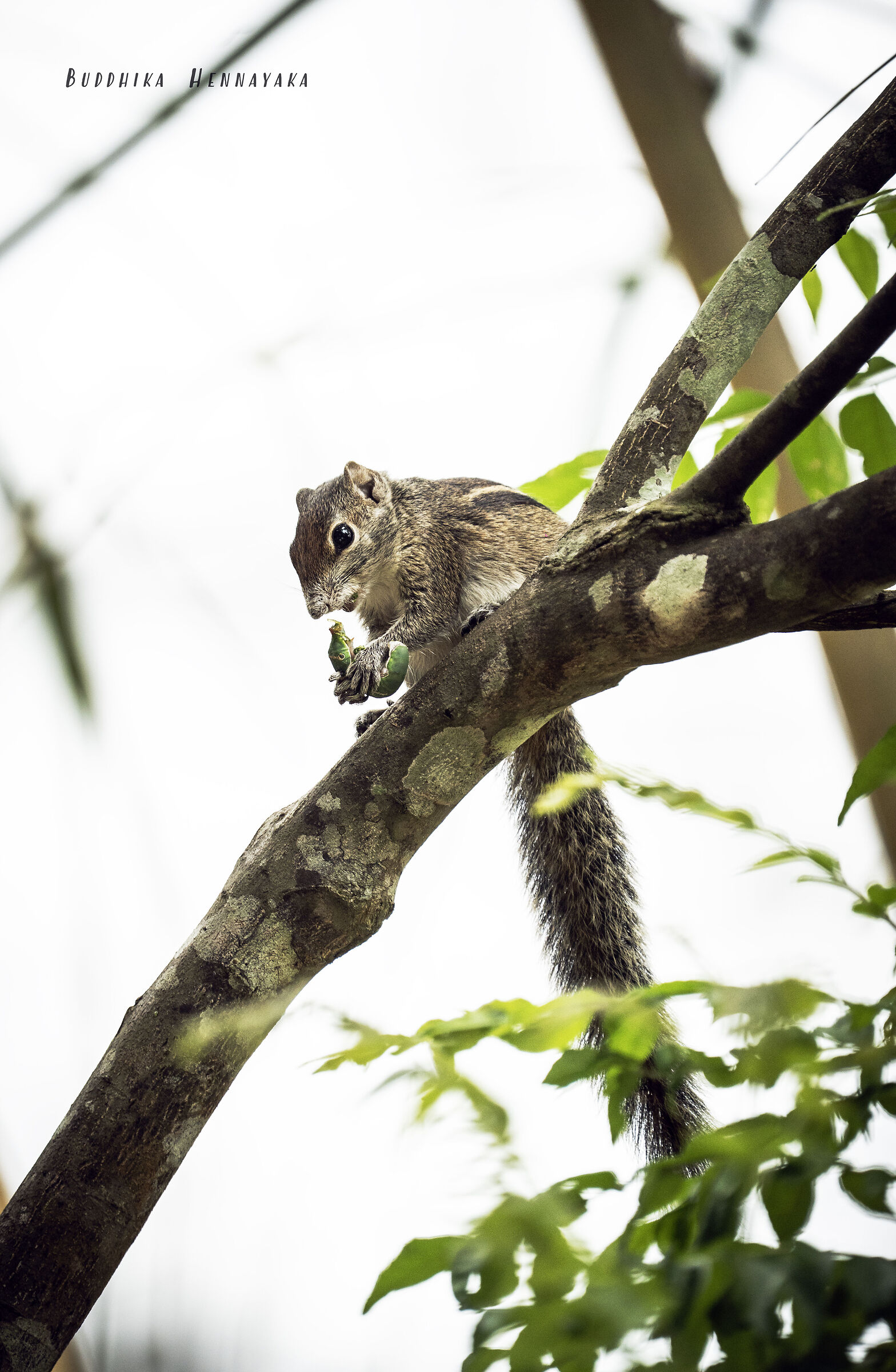 Sri lankan squirrel
