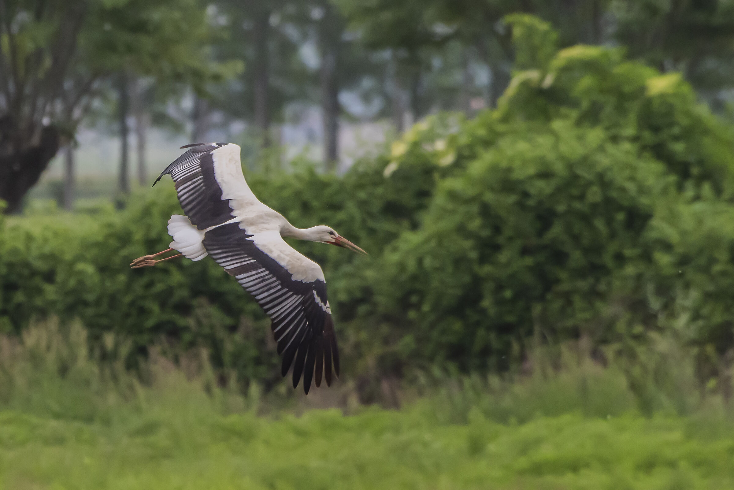 Cicogna in volo