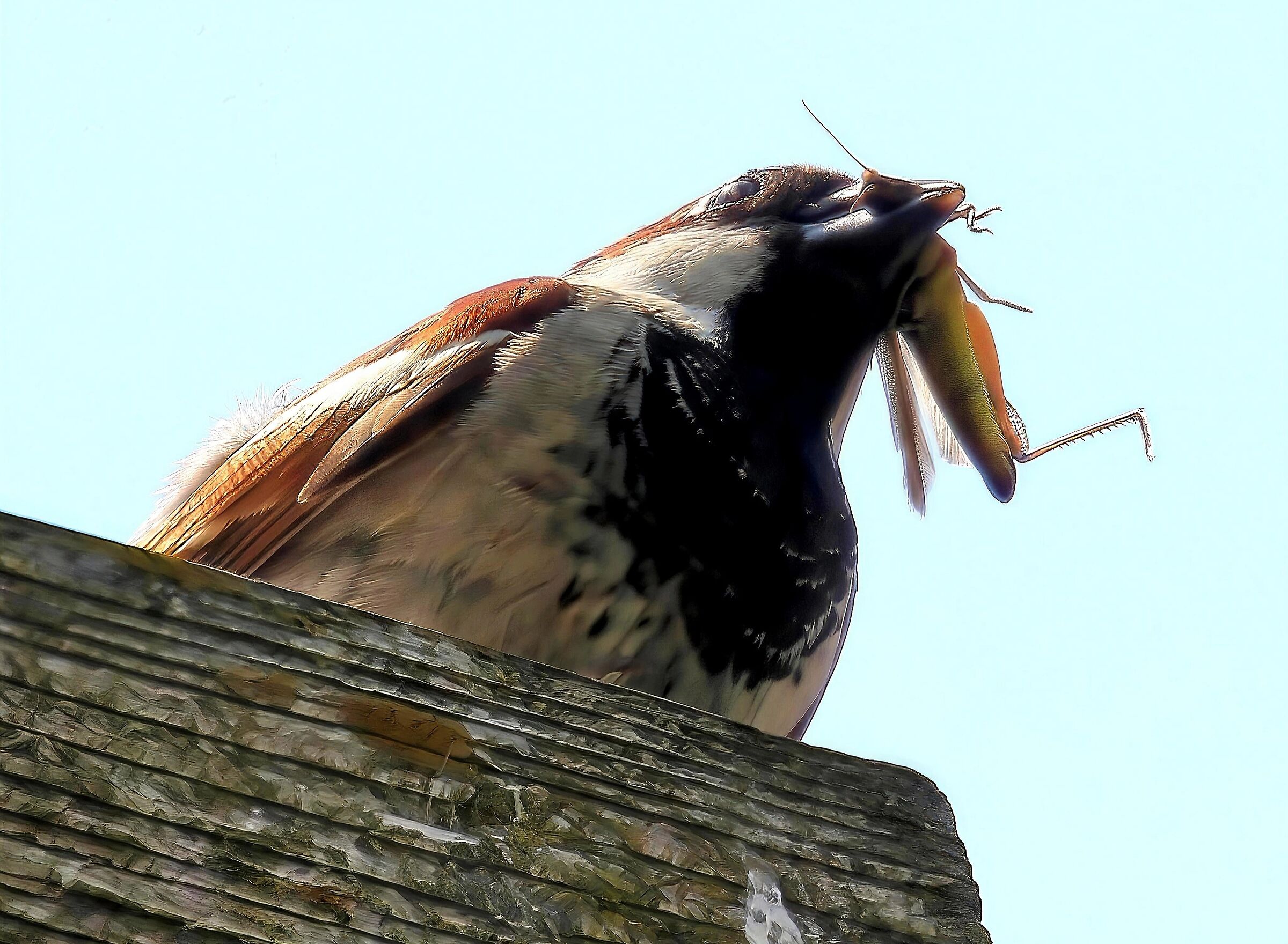 Passero con cavalletta
