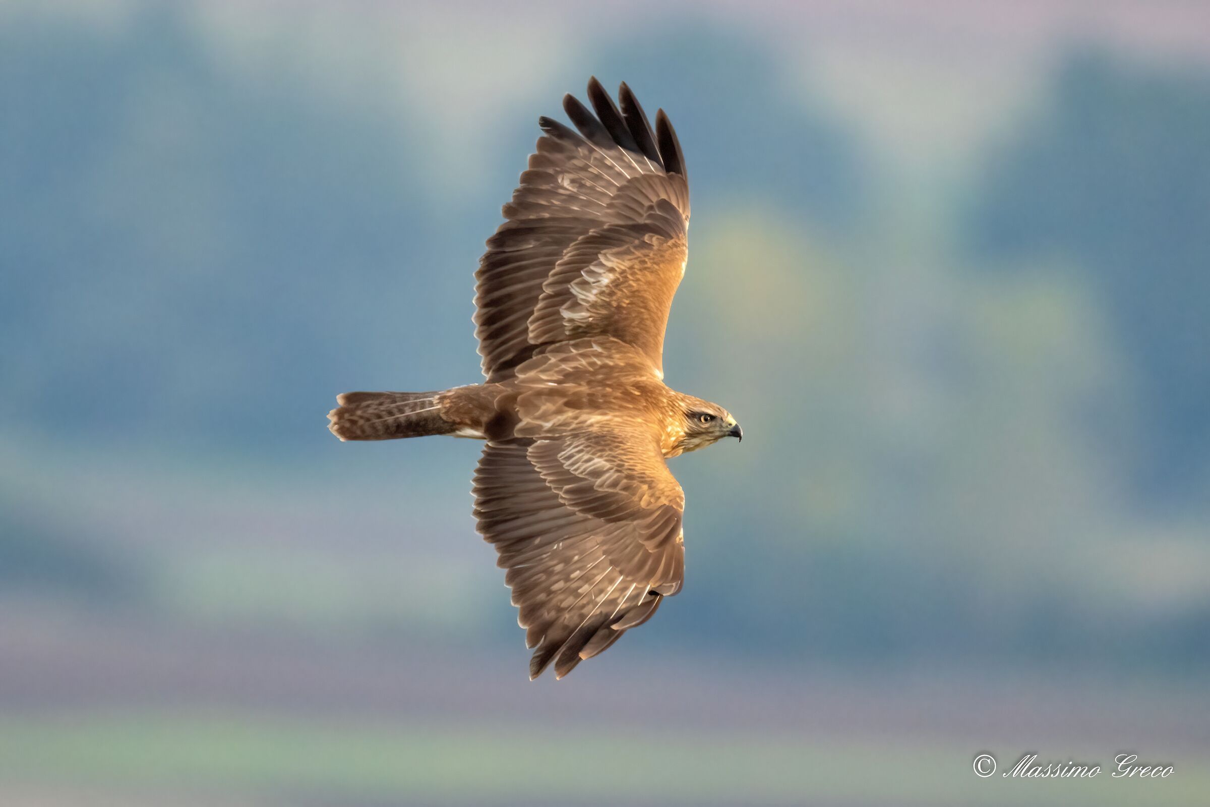 Poiana (Buteo buteo)