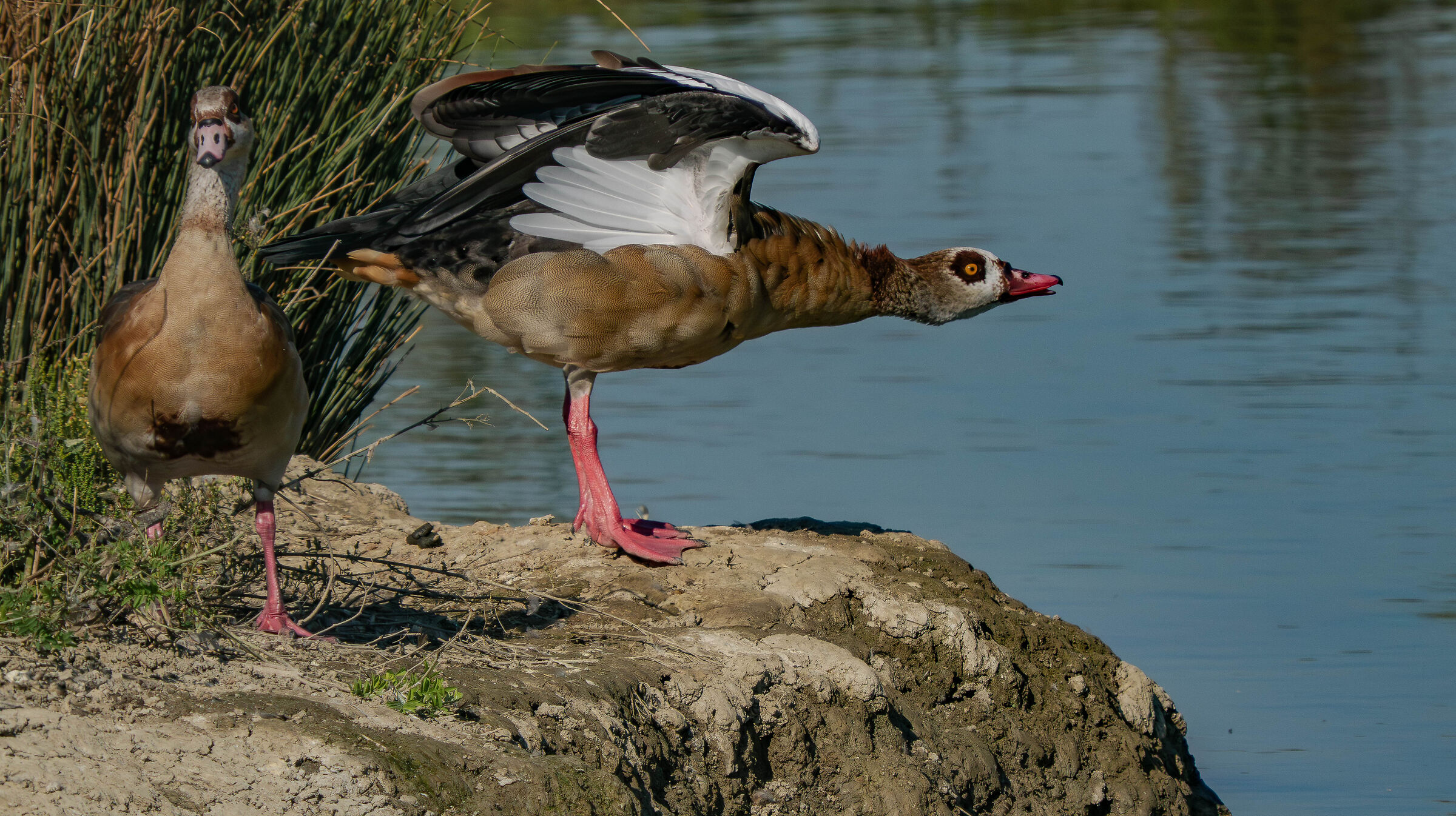 Egyptian Goose