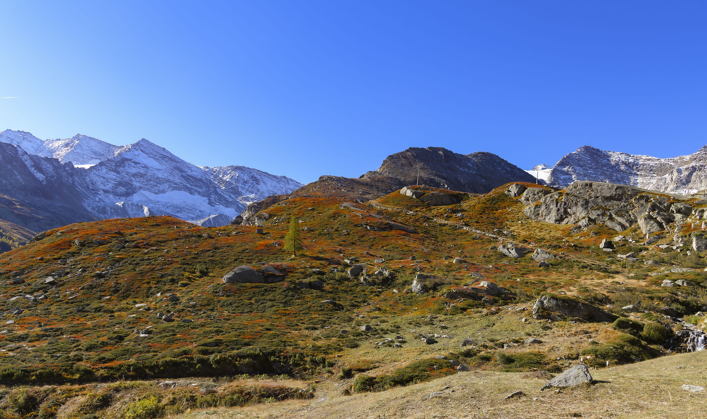 SP 50 Alpine strawberry tree or meadow folliage
