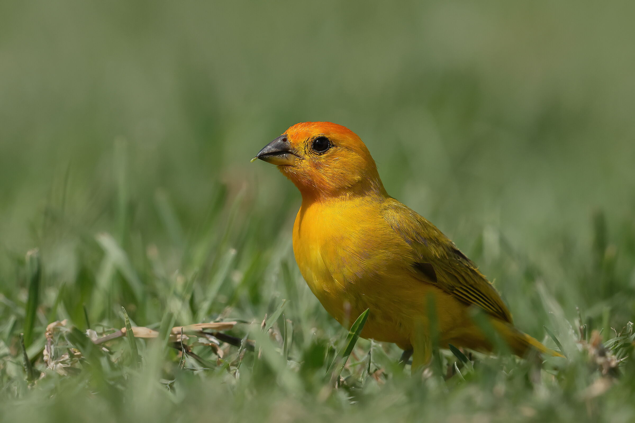 Saffron Finch